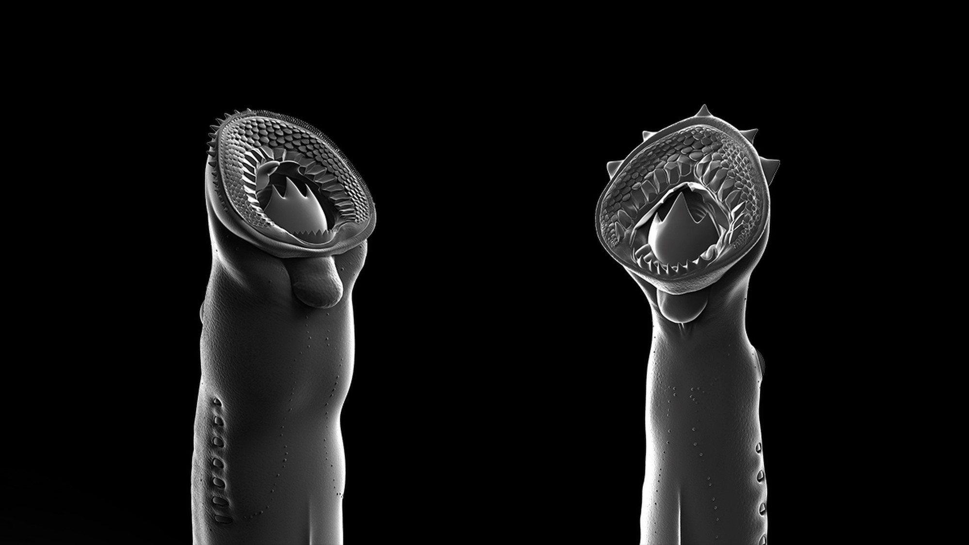 These Jurassic lampreys have the most powerful ‘biting structures’ among known fossil lampreys and suggest an ancestral flesh-eating habit of living lampreys. Credit: NICE Vistudio