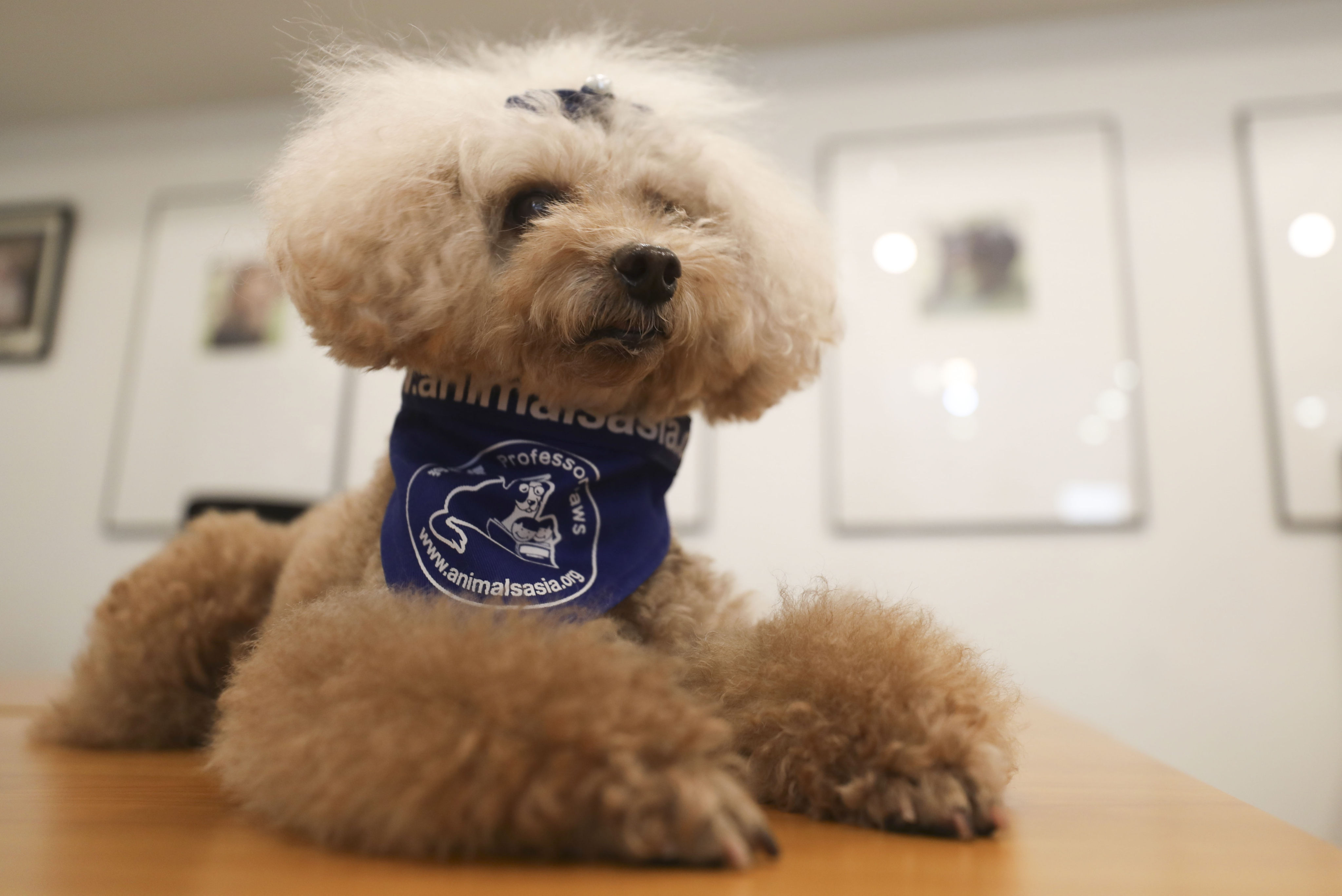 Bear Bear is an experienced therapy dog with an NGO, Animals Asia. Photo: Xiaomei Chen