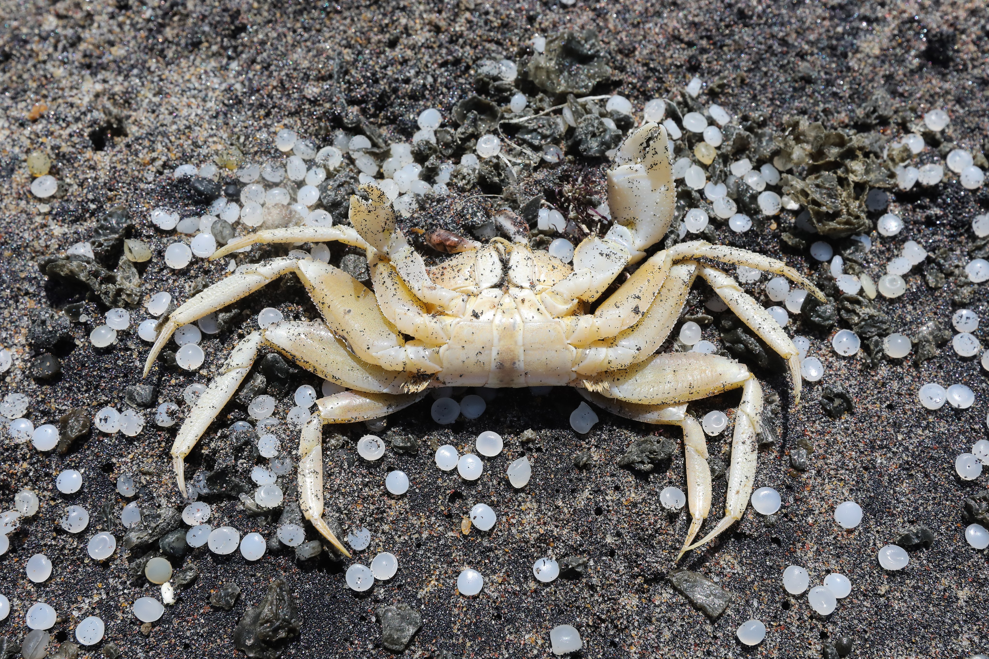 Finding a dead crab in your home can be quite alarming. Photo: EPA-EFE