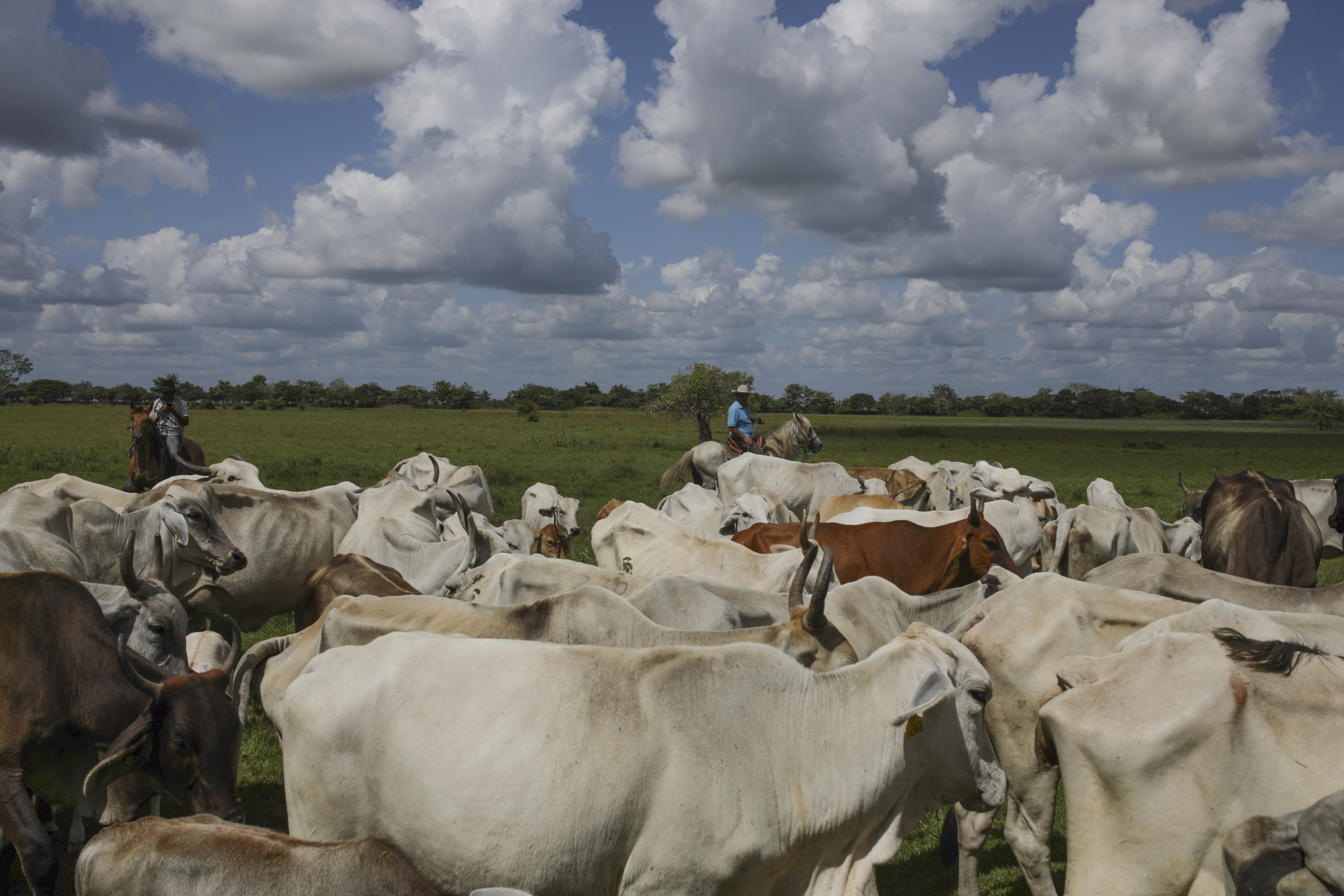 Colombian ranchers round up cows. The nation’s cattle industry employs nearly 1 million people, or about 7 per cent of the total workforce. Photo: Getty Images