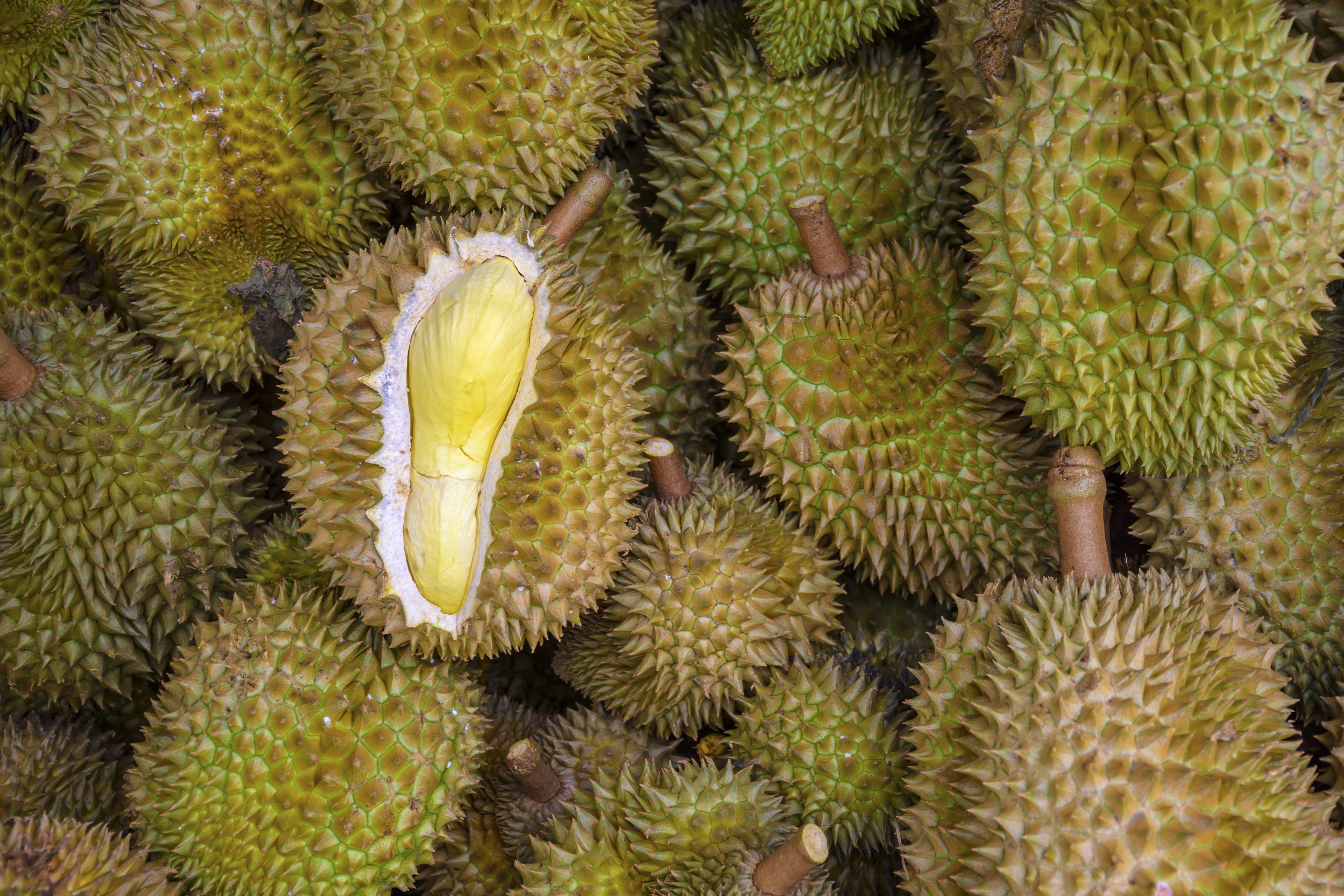 The Philippines will send more durian to China as part of a new deal involving the tropical fruit trade. Photo: Shutterstock