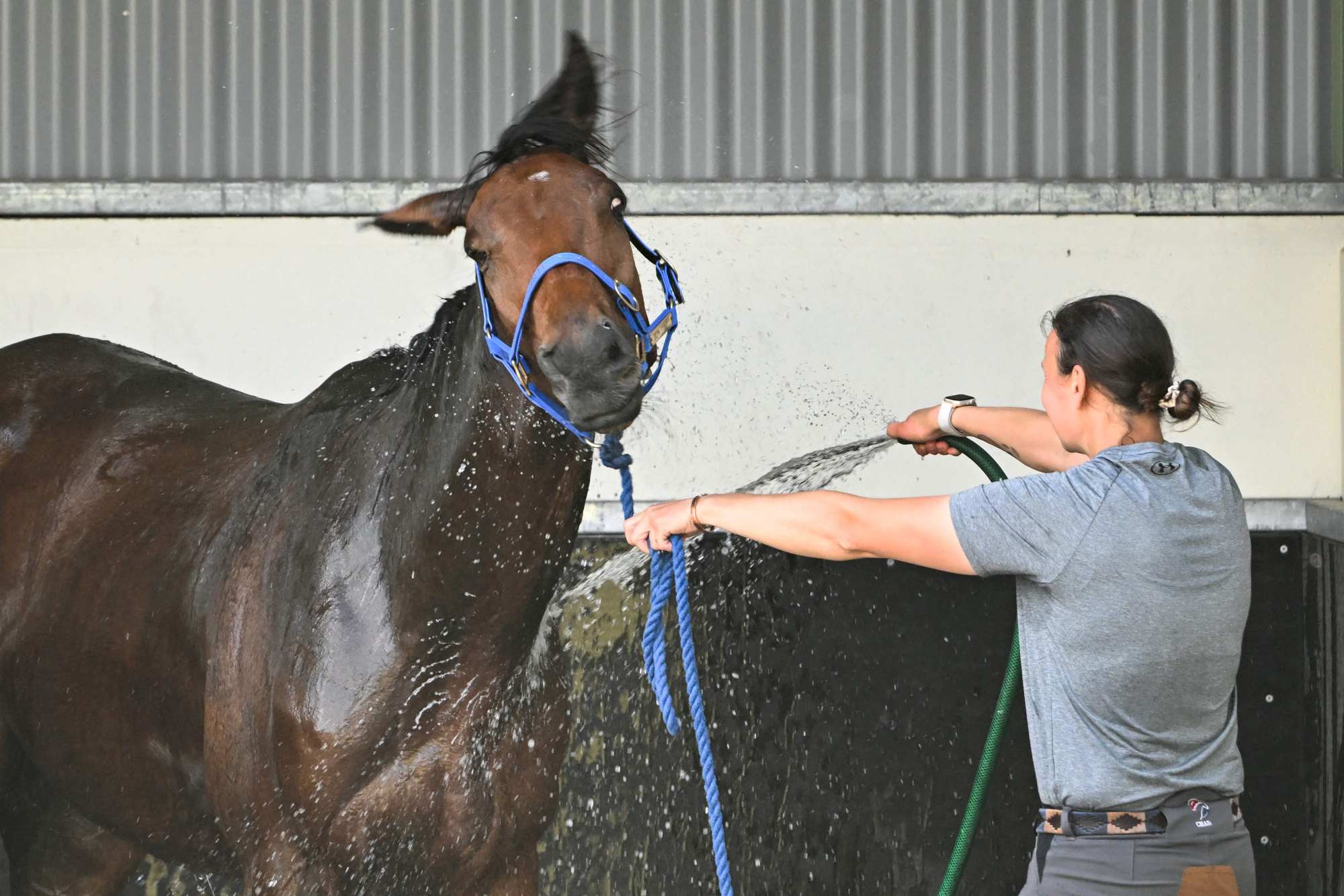 Absurde, who lost to Vauban at Royal Ascot this year, is also a strong contender for Tuesday’s race. Photo: AFP Absurde, who lost to Vauban at Royal Ascot this year, is also a strong contender for Tuesday’s race. Photo: AFP