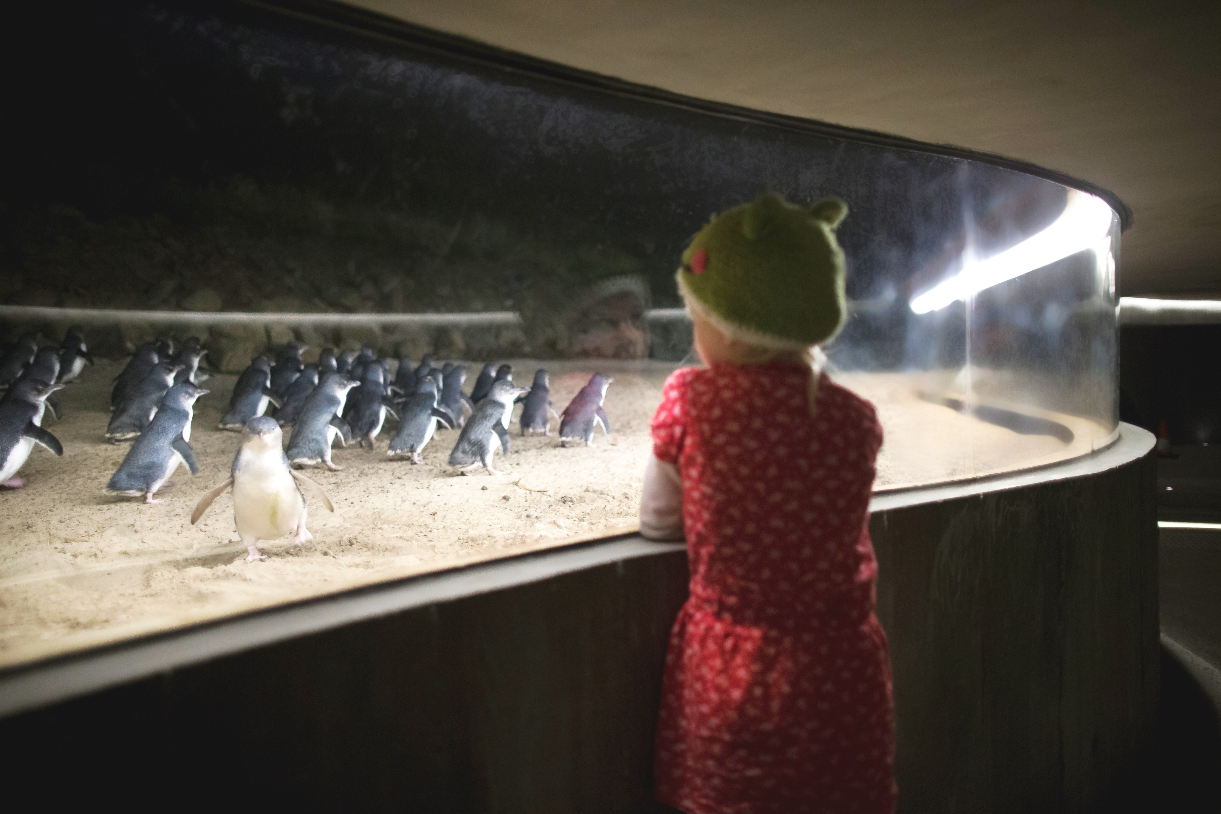 Falling populations of little penguins on Phillip Island, in Victoria, Australia, in the 1980s led to the creation of the Penguin Parade Visitor Centre, which allows visitors to view the birds up close without disrupting their daily lives. Photo: Phillip Island Nature Parks