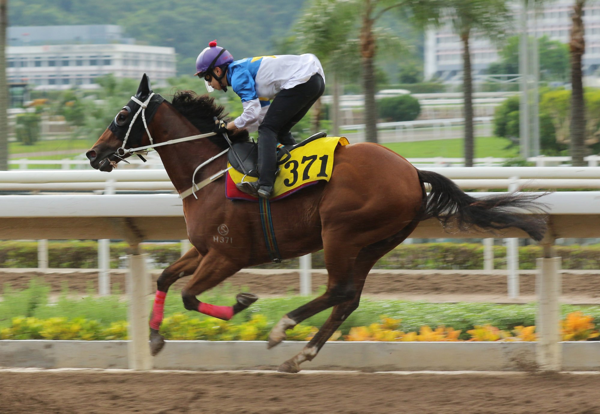 Angus Chung partners Philos in a trial ahead of his debut at Happy Valley on Wednesday night.