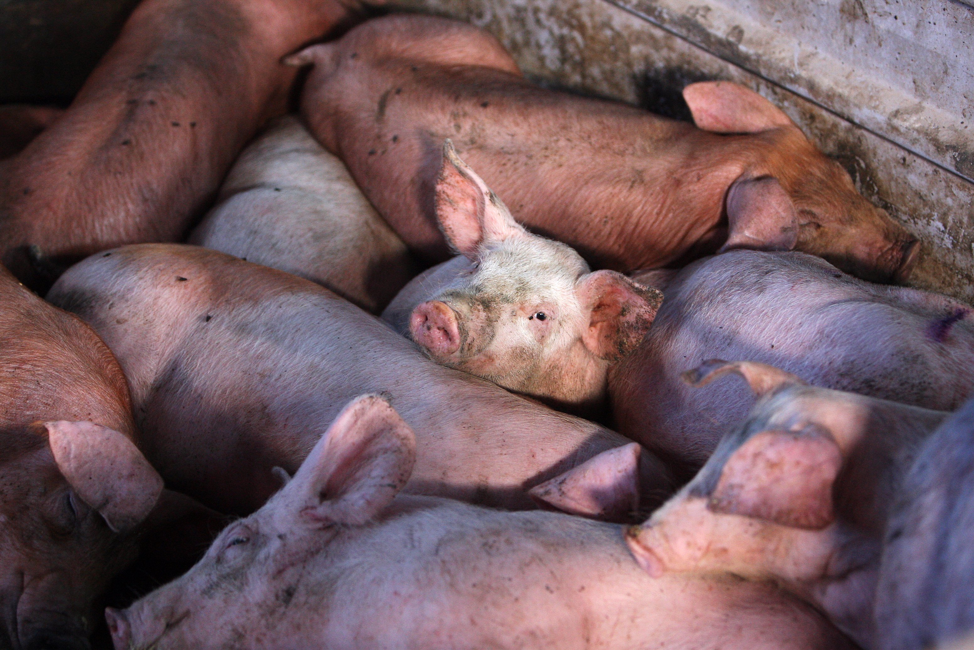 Hong Kong authorities to slaughter 32 pigs over African swine fever outbreak. Photo: SCMP
