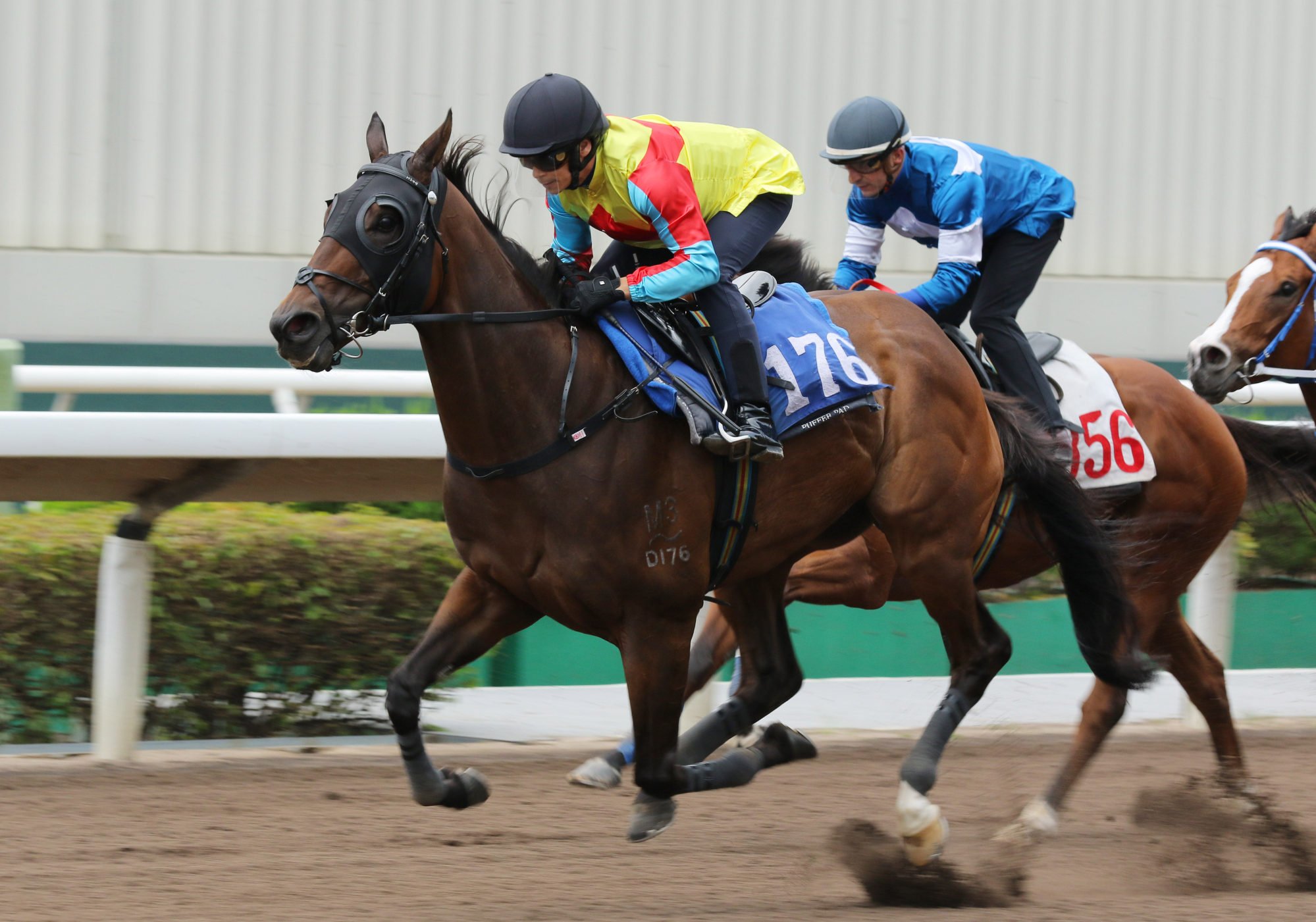 Wellington trials under Alexis Badel at Sha Tin on Tuesday morning.