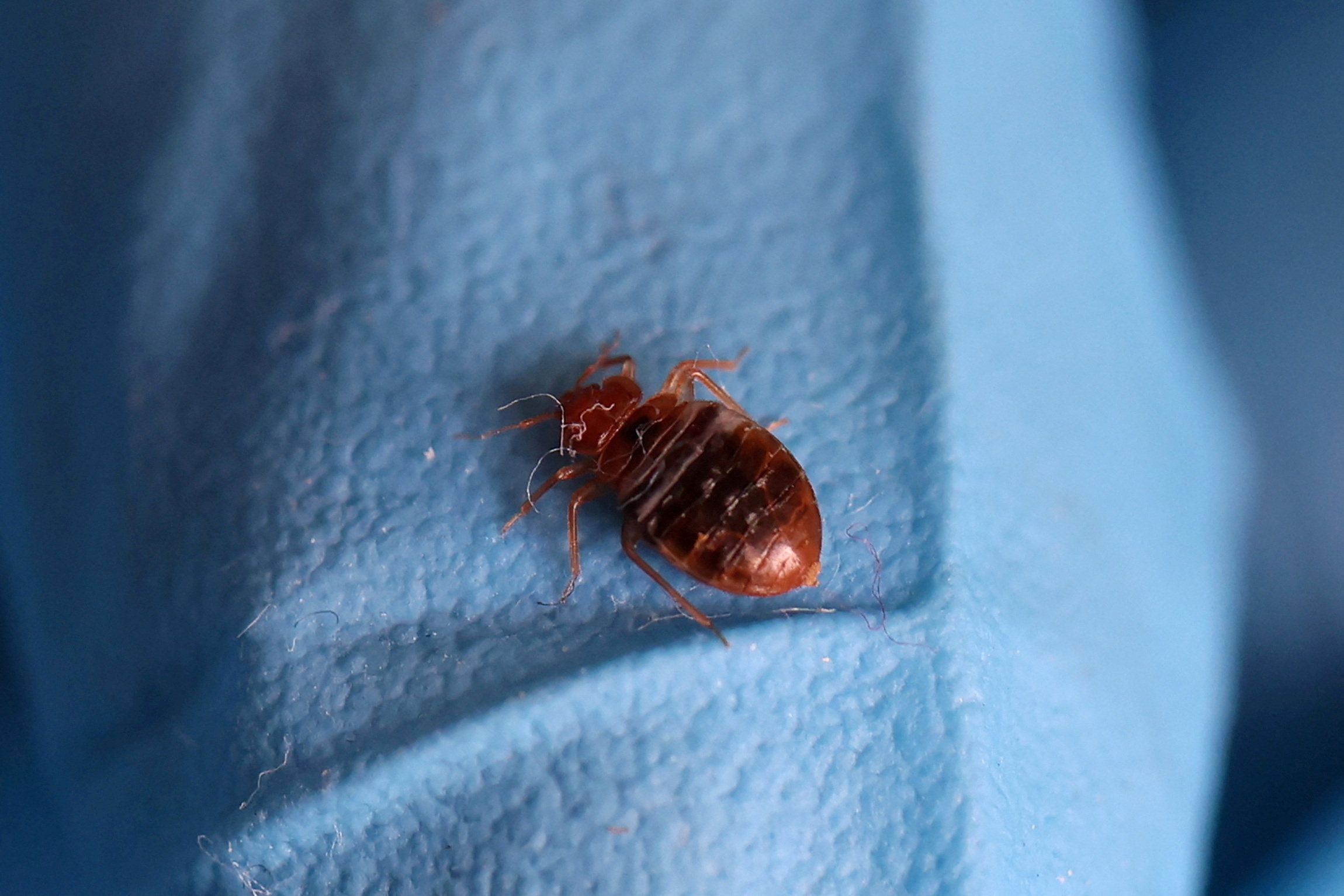 Bedbugs are not known to spread disease and commonly move from one location to another such as furniture, beds, clothes and baggage. Photo: Reuters