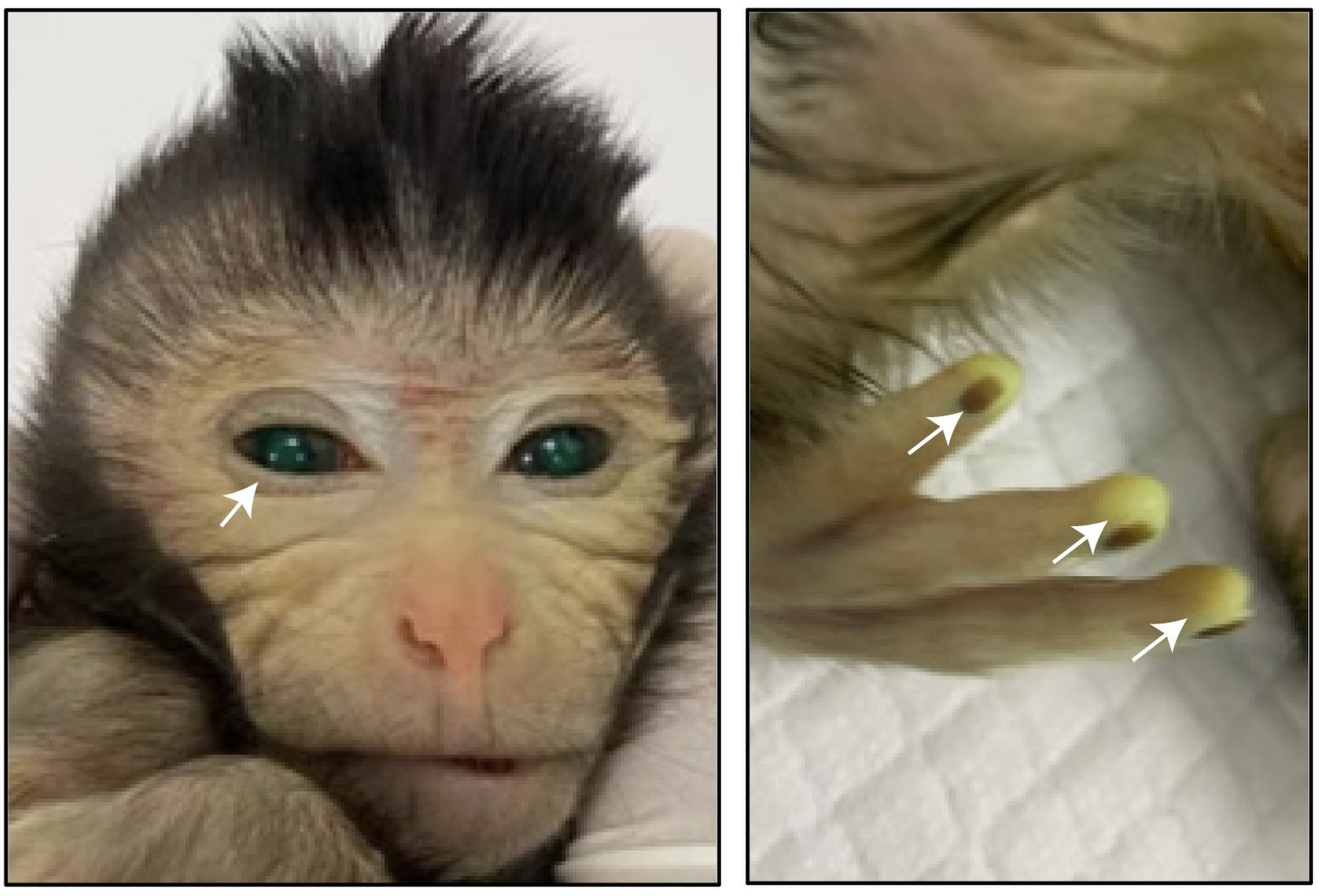 Images showing the green fluorescence signals in different body parts of the live-birth chimeric monkey at the age of three days Photo: Cell Cao et al