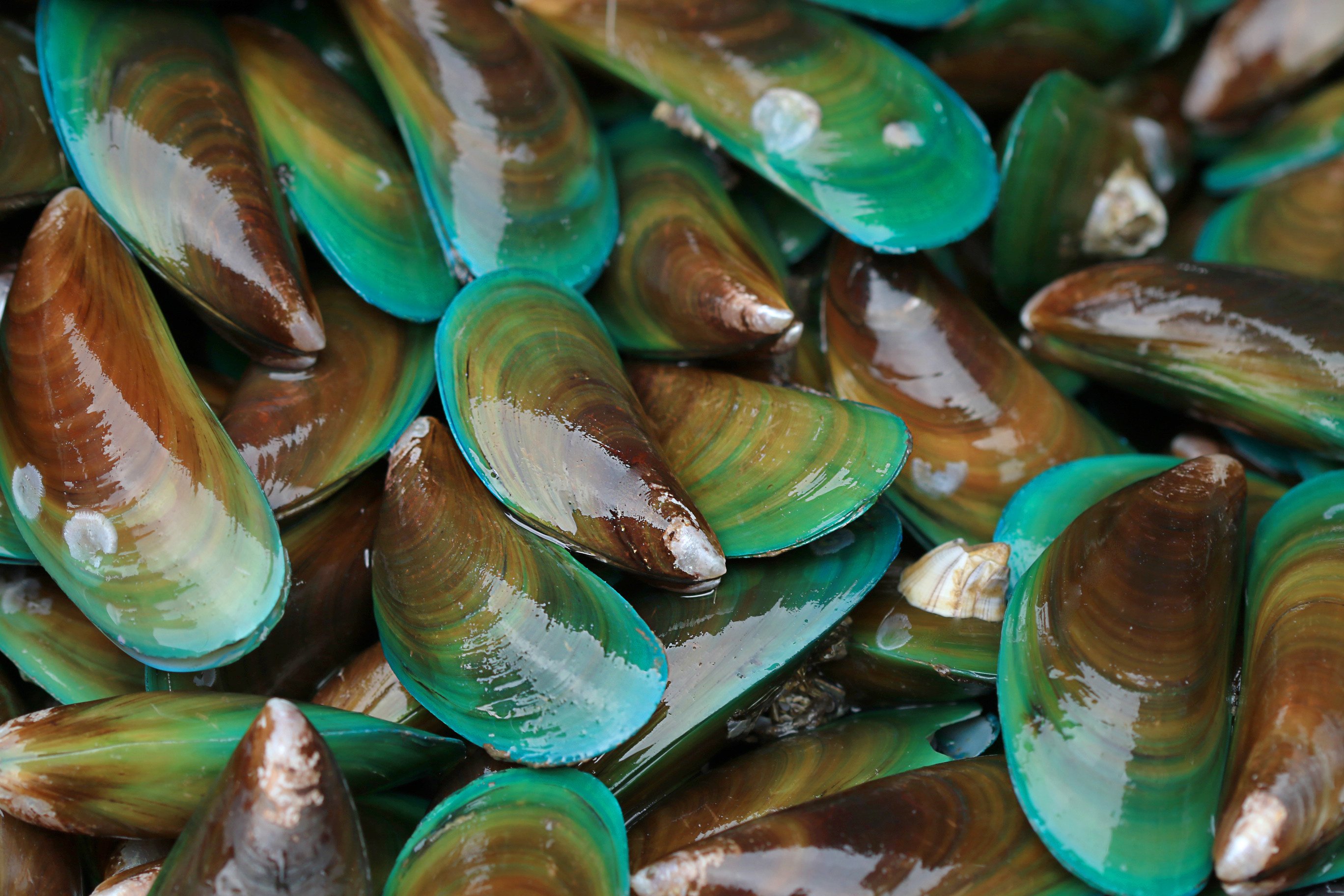 Molluscs, like the Asian green mussel, help to support other animal and plant species in their ecosystems by cleaning vast amounts of water. They also seem to be capable of withstanding warmer temperatures, according to a new study. Photo: Shutterstock