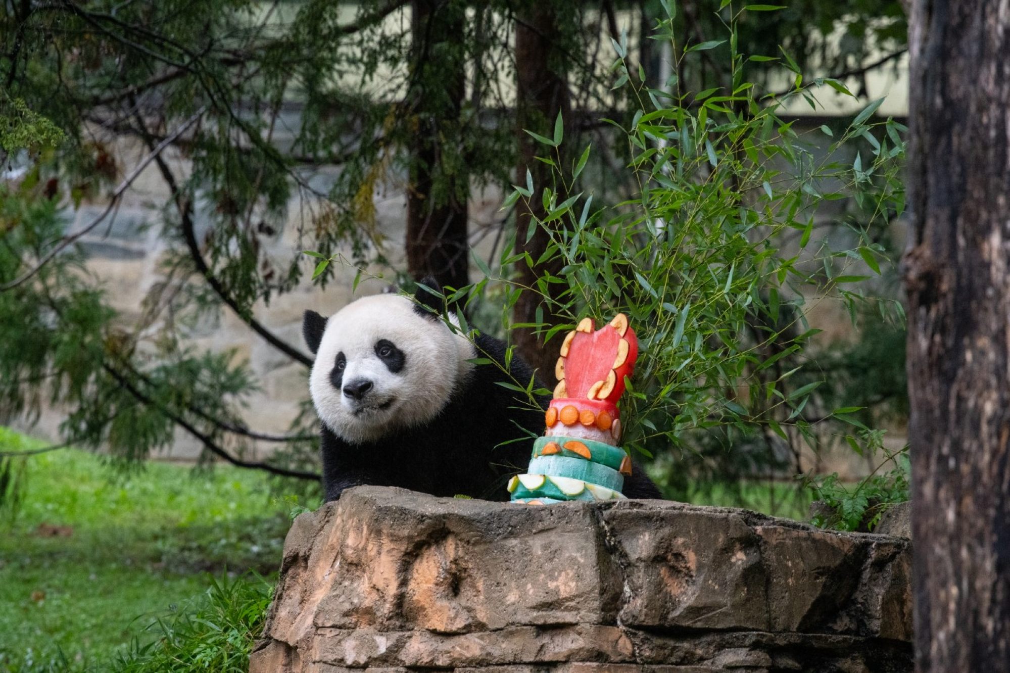 Giant panda Xiao Qi Ji enjoys a fruitsicle cake at the National Zoo in Washington on Sept. 23. Photo: Smithsonian’s National Zoo and Conservation Biology Institute