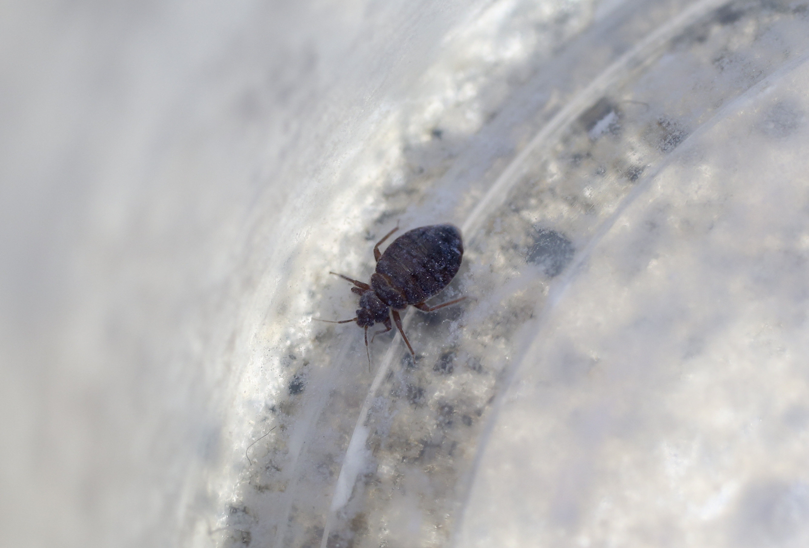 Bedbugs in South Korea, Paris and London have sparked concerns that they could reach Hong Kong too. Photo: Edward Wong