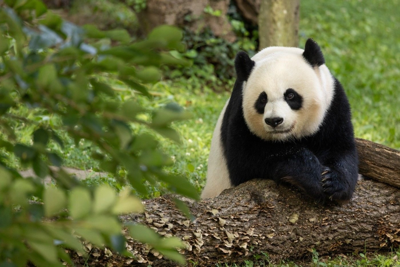 Giant panda Mei Xiang at her 25th birthday celebration at the National Zoo in Washington on July 22. Photo: Smithsonian’s National Zoo and Conservation Biology Institute