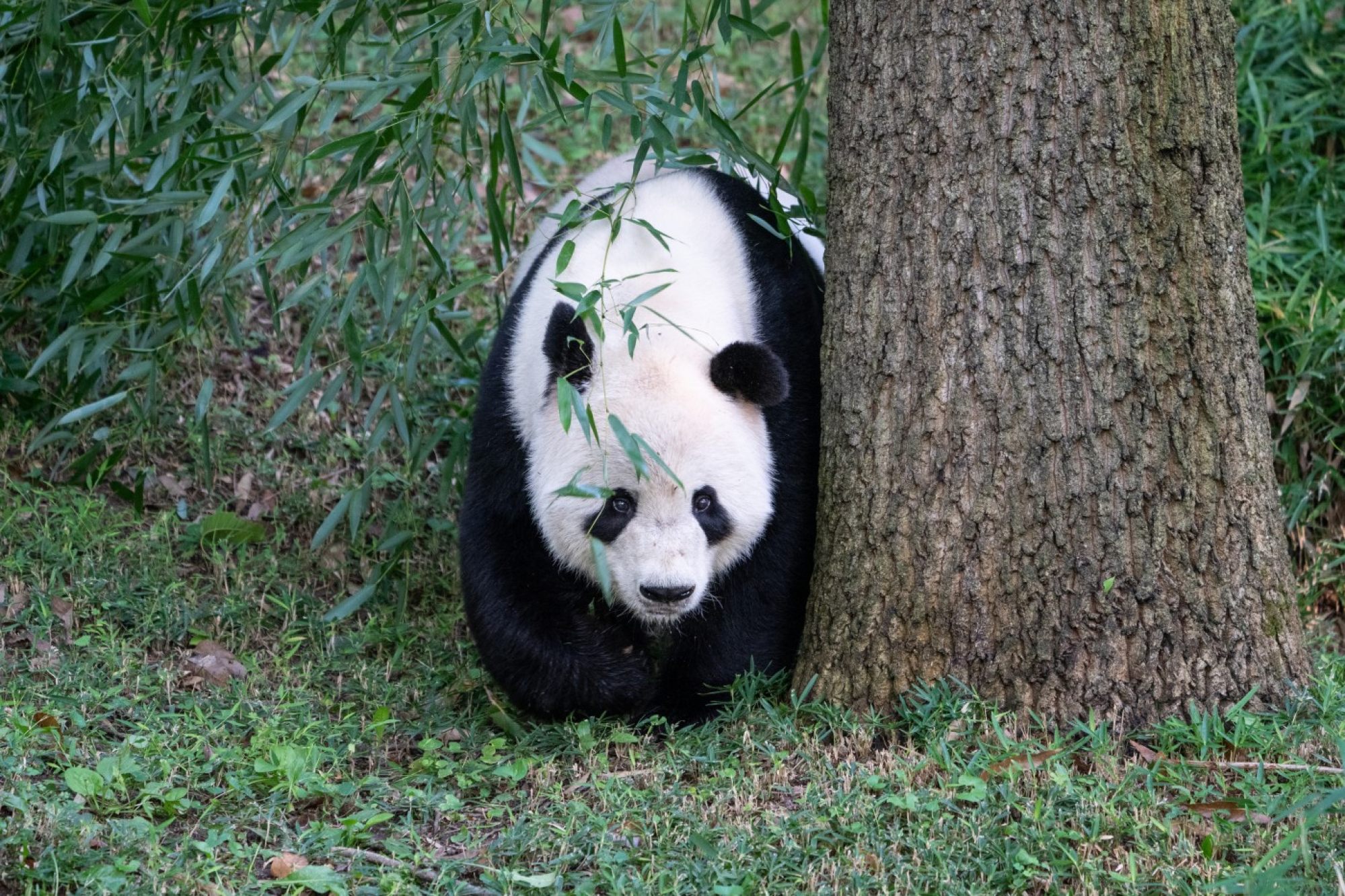Giant panda Tian Tian explores his outdoor habitat at the National Zoo in Washington on Sept. 11. Photo: Smithsonian’s National Zoo and Conservation Biology Institute.