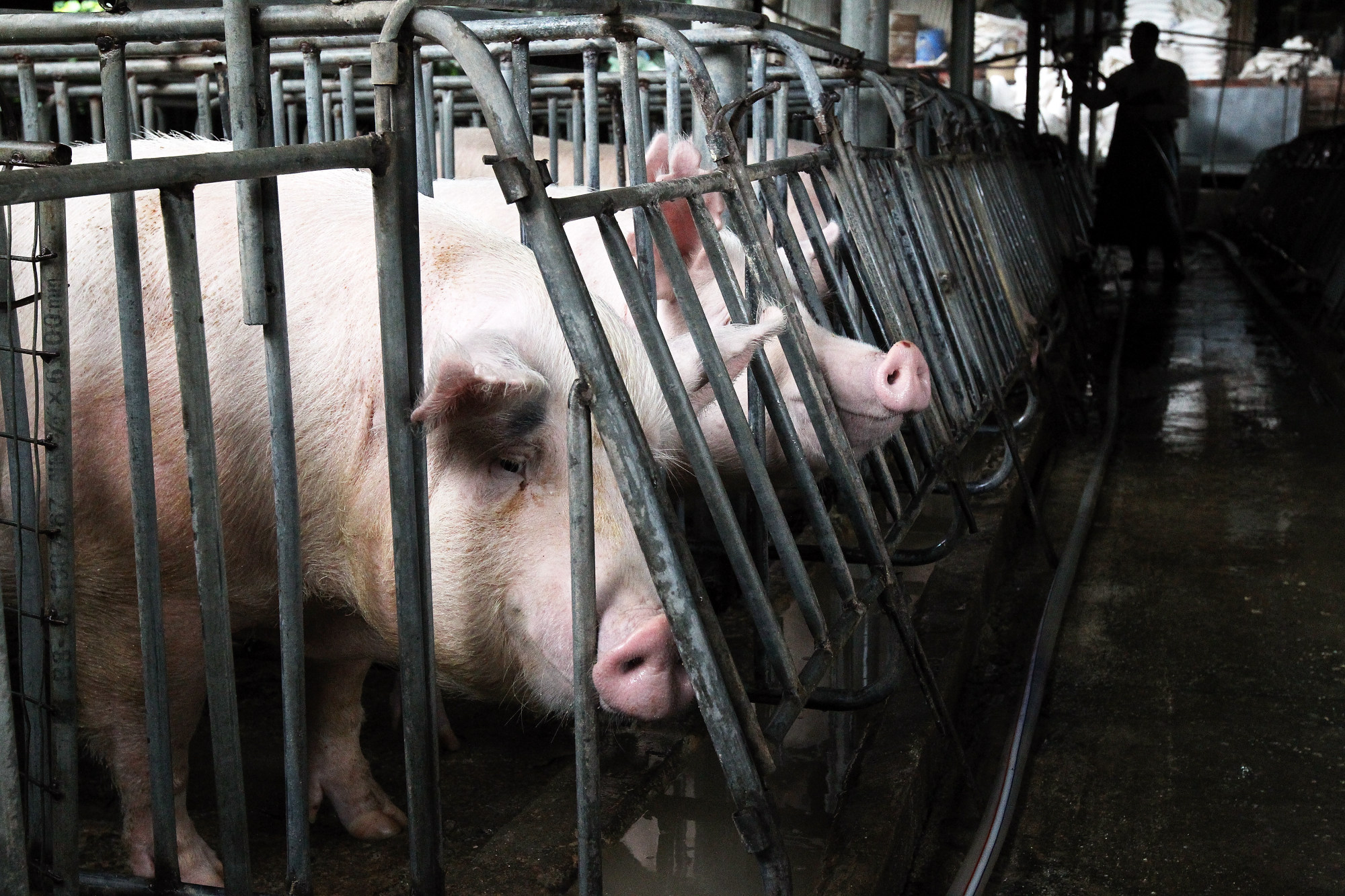 Pork prices set to soar as African swine fever devastates pig