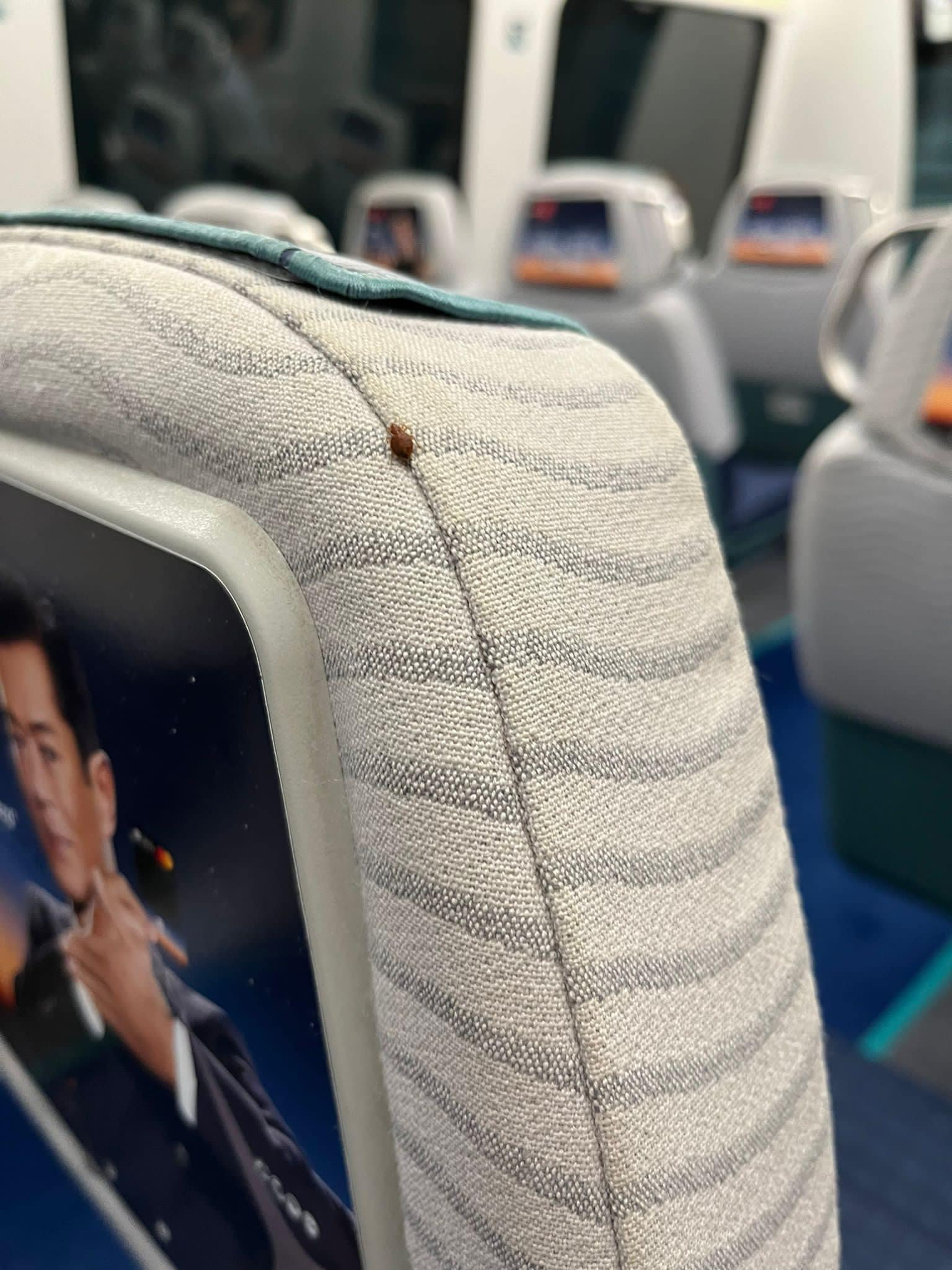 This photo of a brown, oval-shaped insect on the back of a seat inside an Airport Express train has gone viral. A pest control expert says it shows a bedbug. Photo: Handout