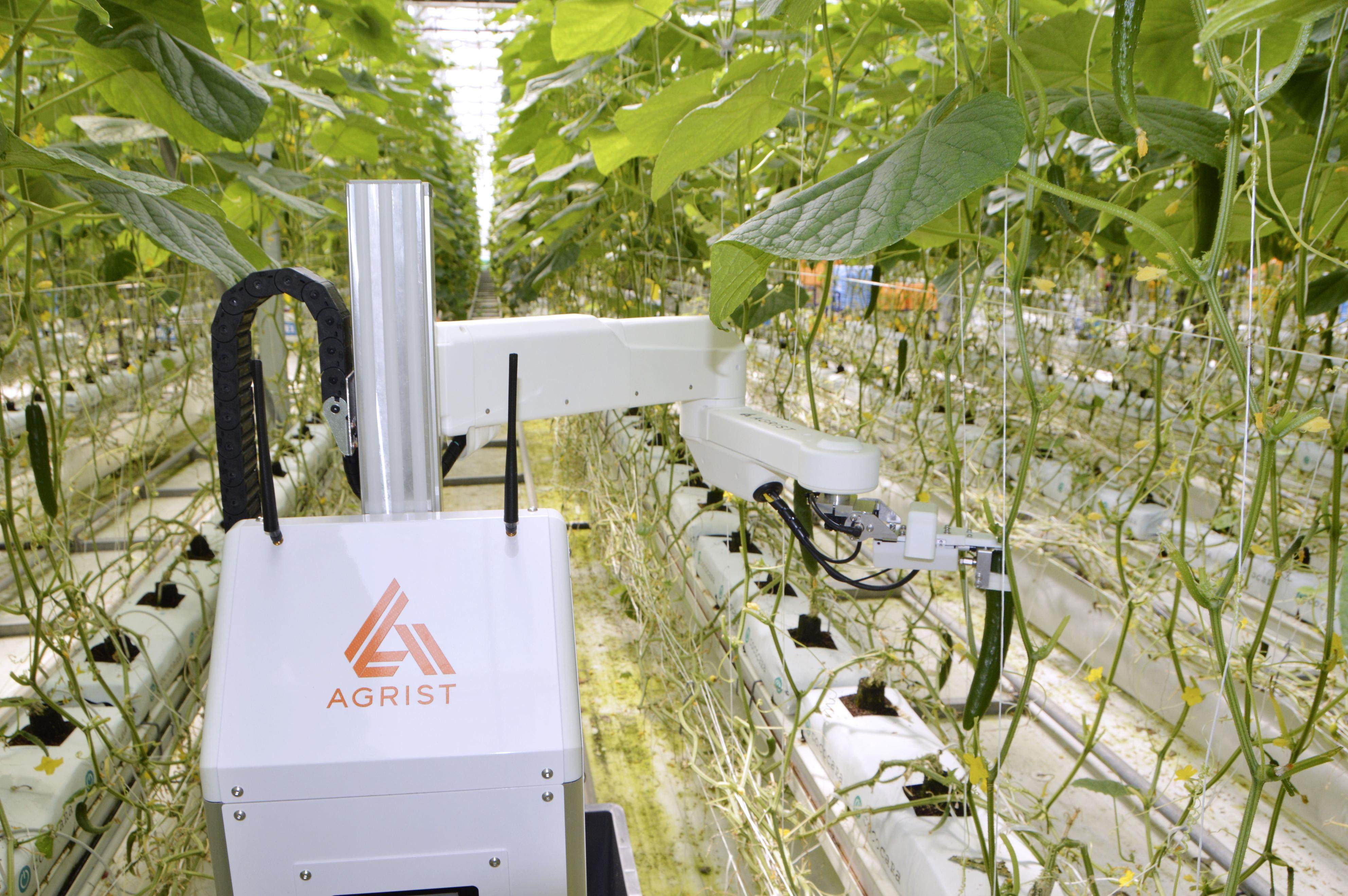 A robot developed by agricultural startup Agrist Inc uses a camera and artificial intelligence to determine if it is the right time to harvest cucumbers in a plastic greenhouse. Photo: Kyodo