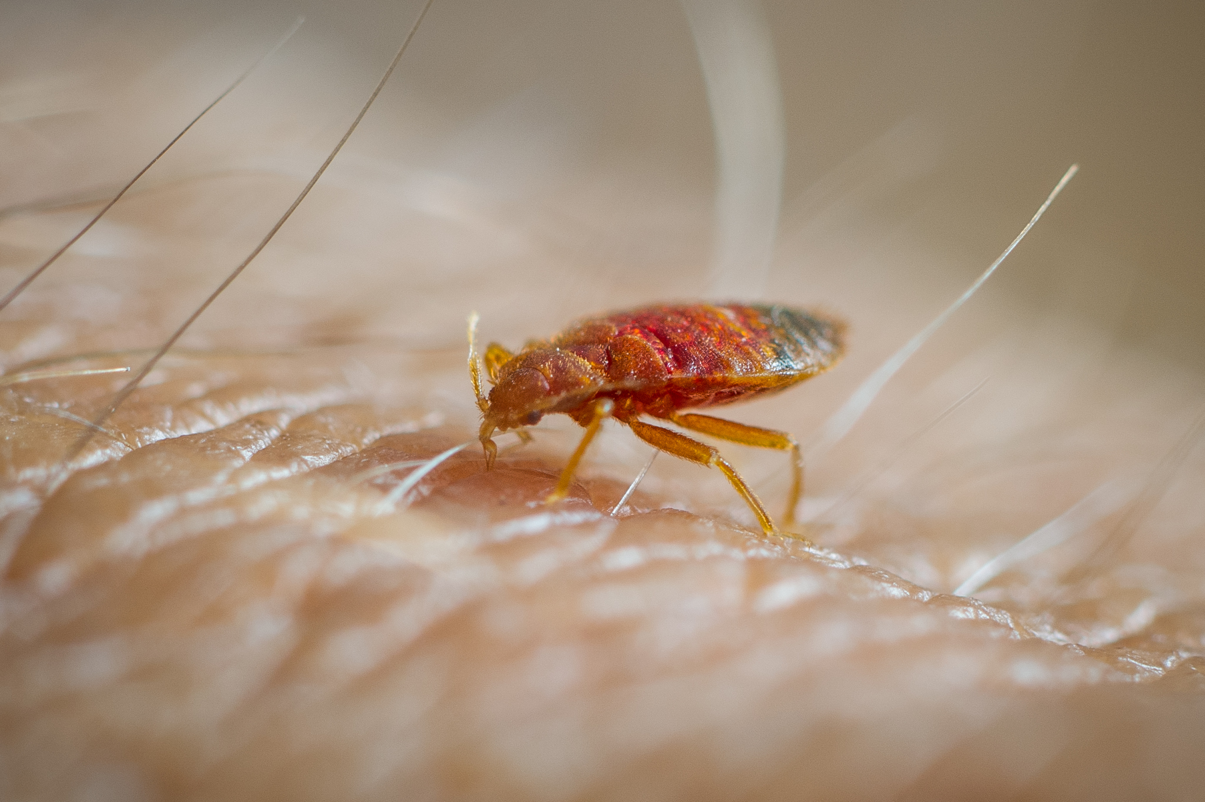 Bedbugs have appeared on international radar screens after large-scale outbreaks in South Korea, Paris and London as international travel picked up in the wake of the Covid-19 pandemic. Photo: Getty Images