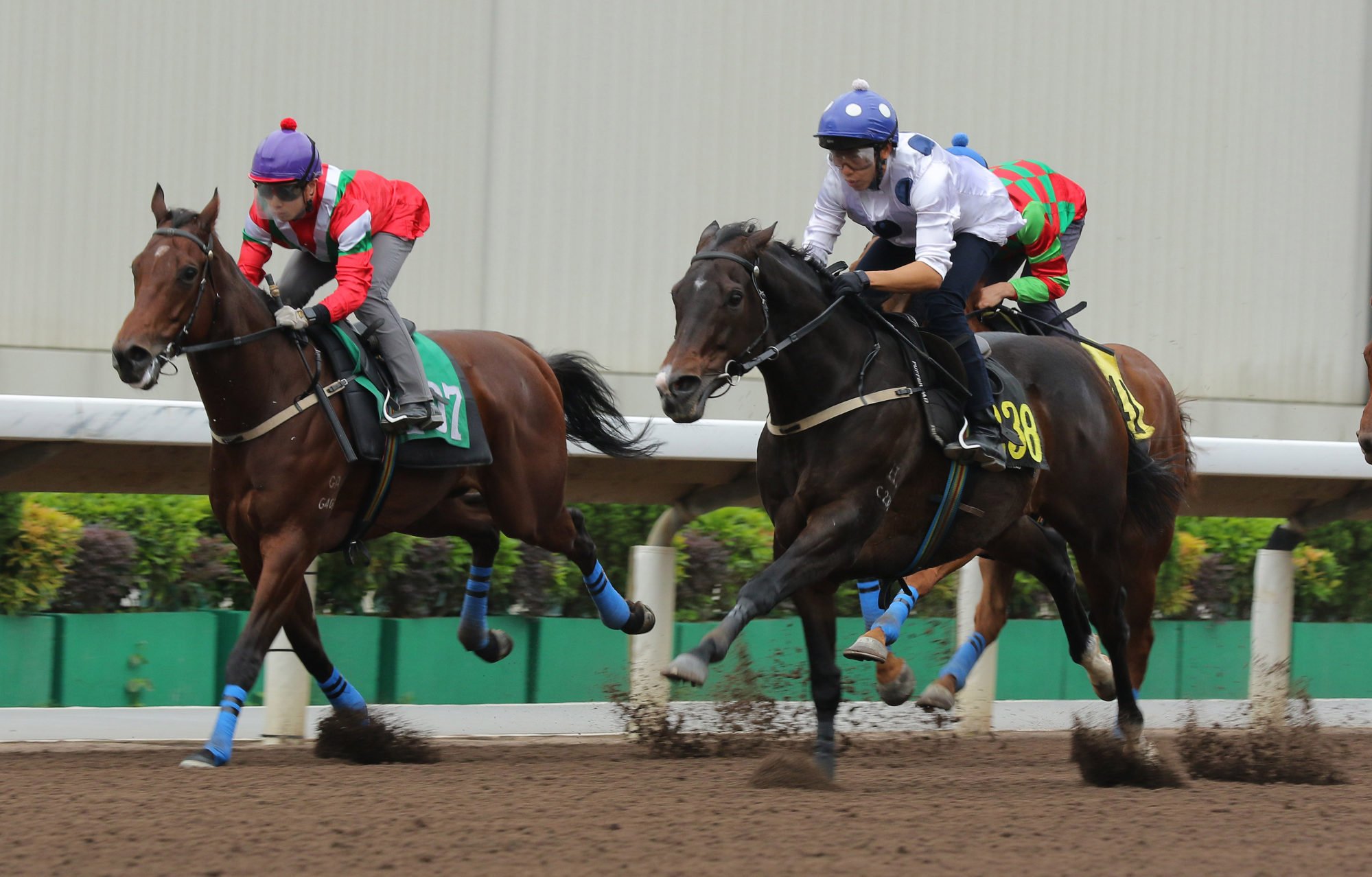 Golden Sixty (right) wins his trial at Sha Tin on Tuesday morning.