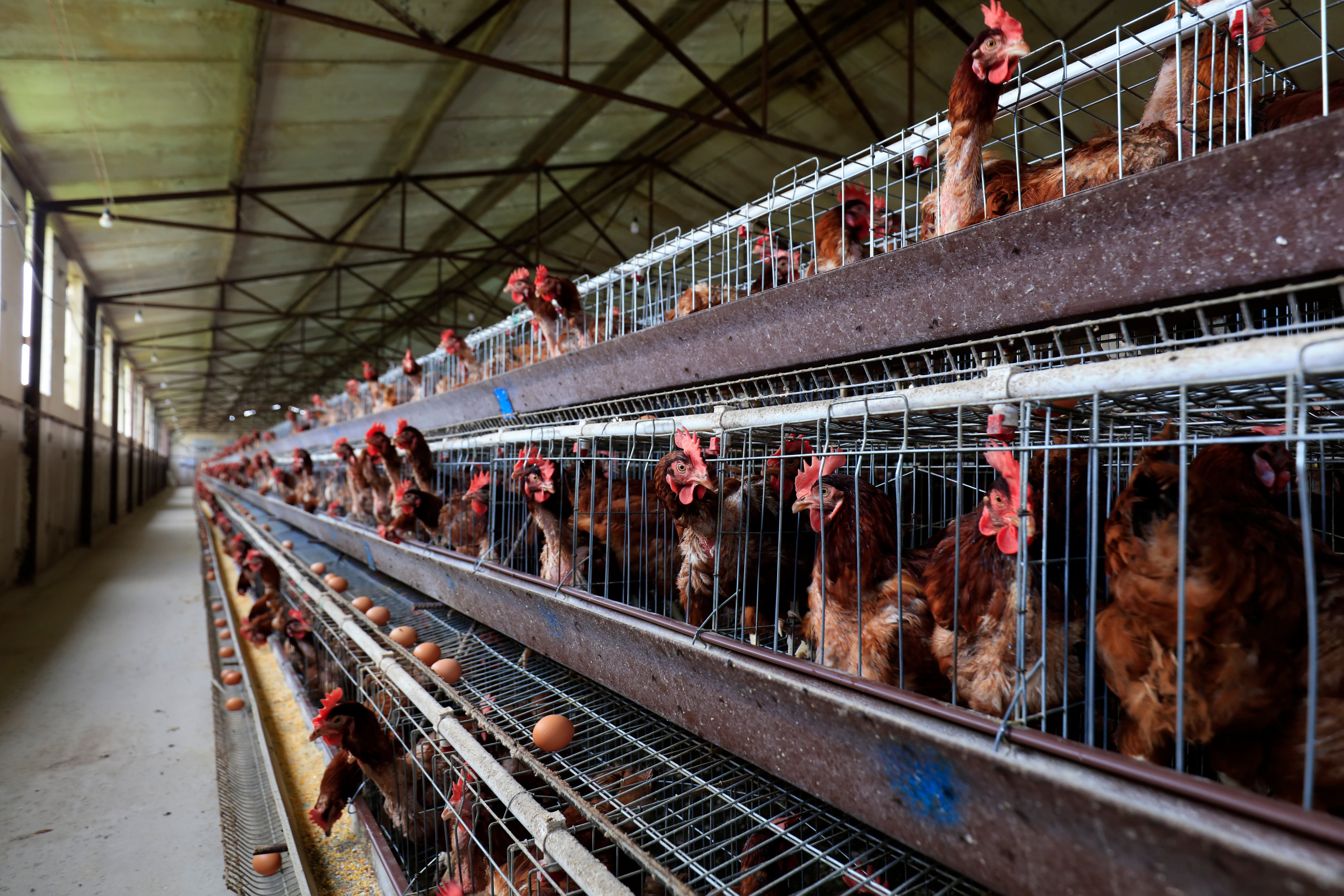 China has been urged to keep up its vaccination programme to protect poultry flocks from bird flu strains arriving from overseas. Photo: Shutterstock