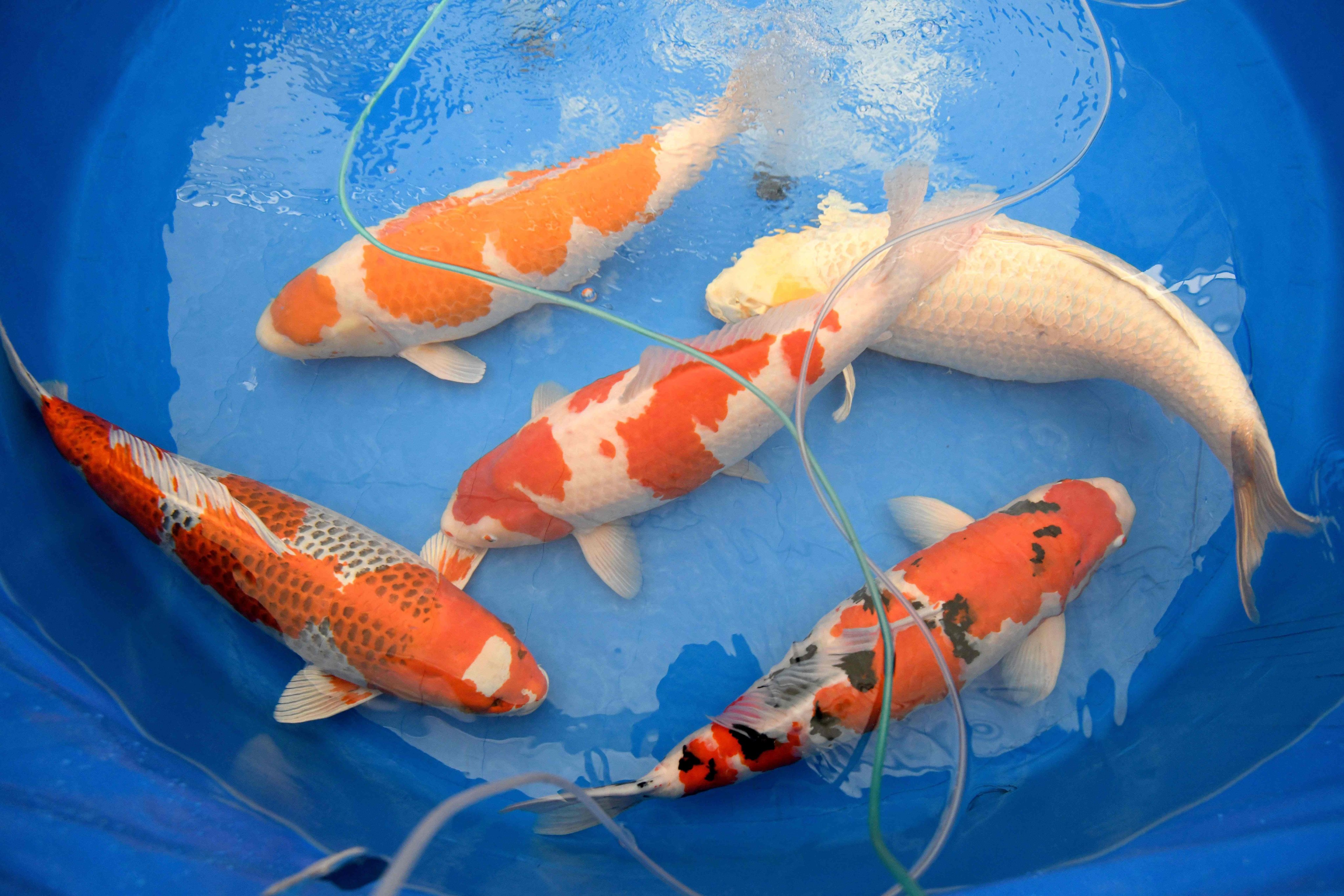 Nishikigoi koi swim in a water tank at a fish farm in Saitama prefecture. Photo: AFP 