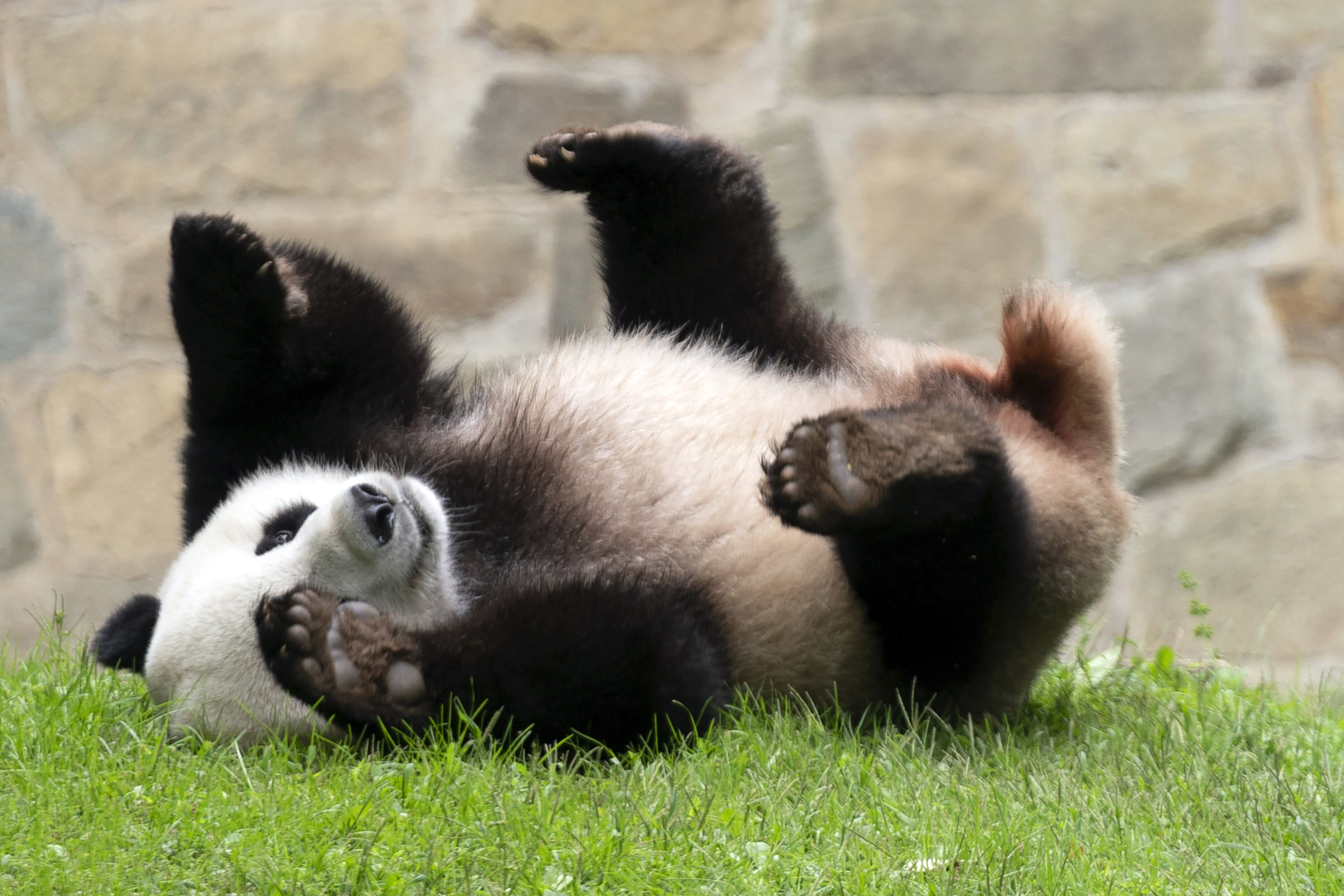 Three-year-old cub Xiao Qi Ji plays in his enclosure at the National Zoo in Washington on September 28. Days later, he and his parents were sent back to China. Photo: AP