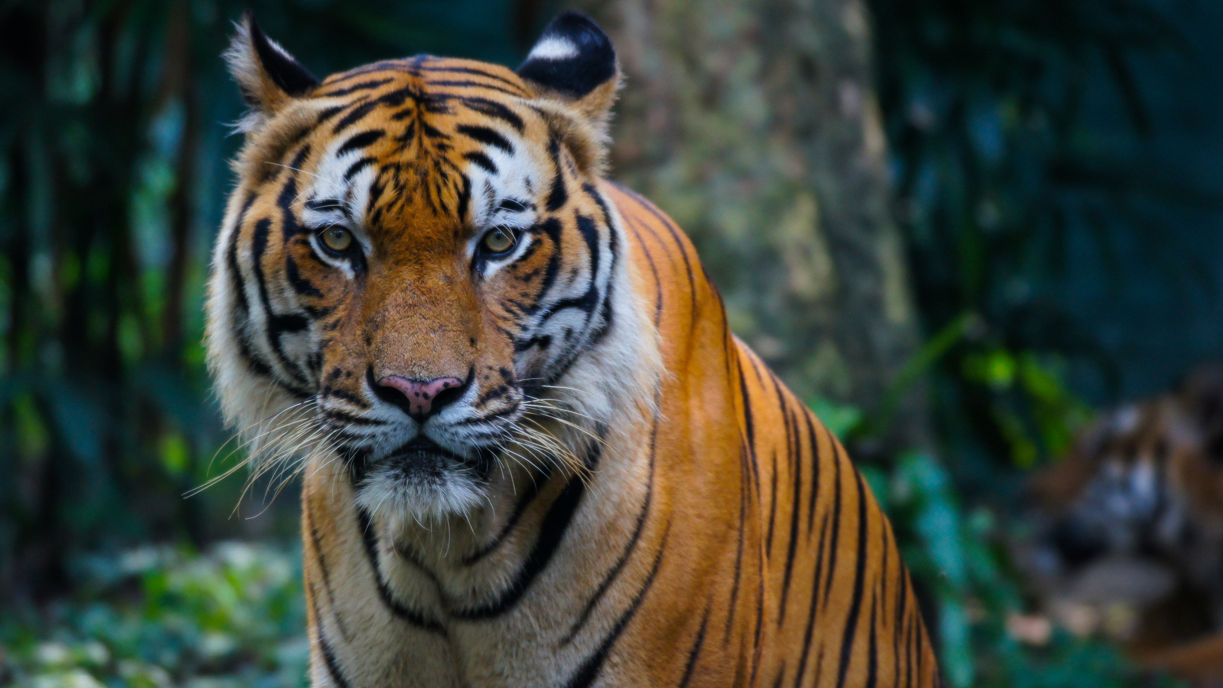 The Malayan tiger subspecies is the national animal of Malaysia, appearing on the country’s coat of arms. Photo: Shutterstock