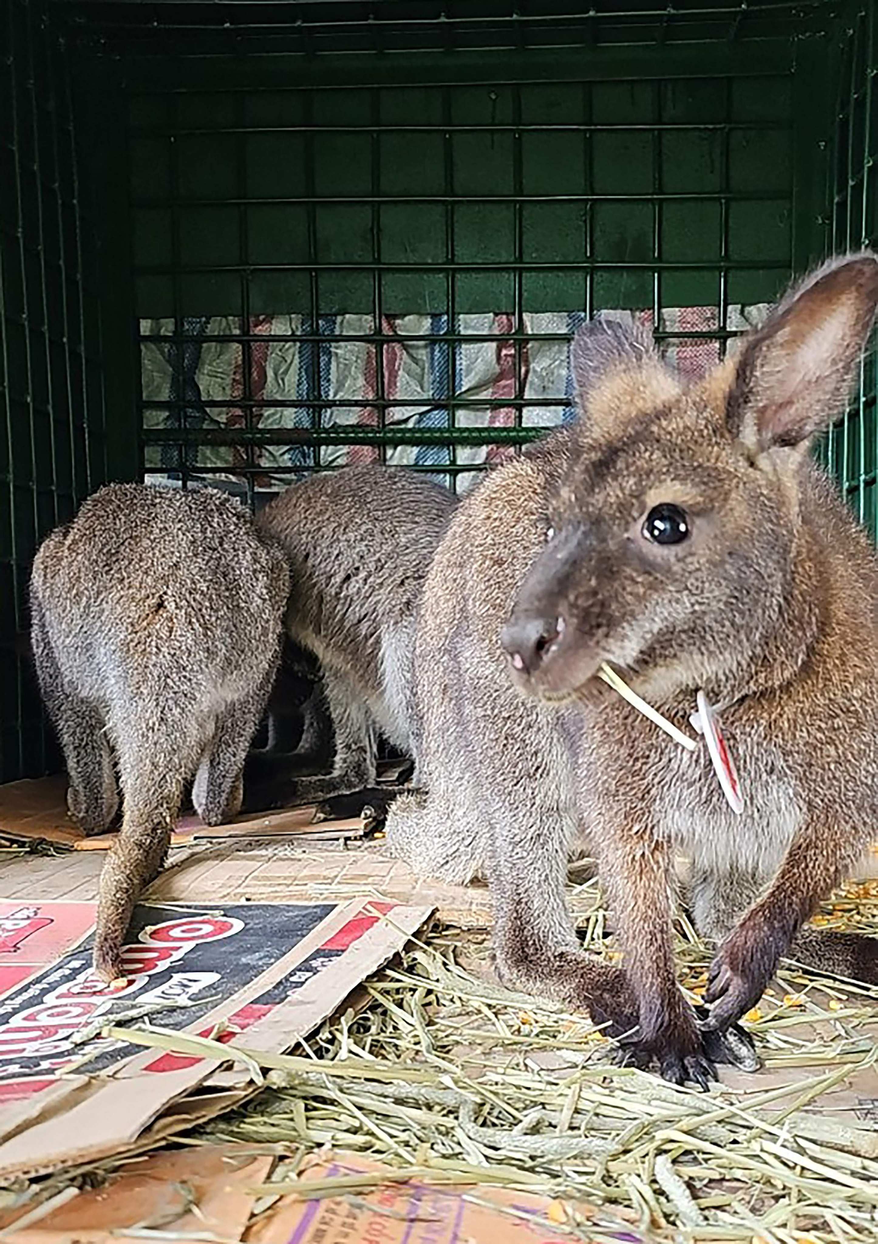 Wallabies at a rescue centre in the Lao Cai province in northern Vietnam. Four wallabies trafficked into Vietnam are on their way to a new home. Photo: AFP