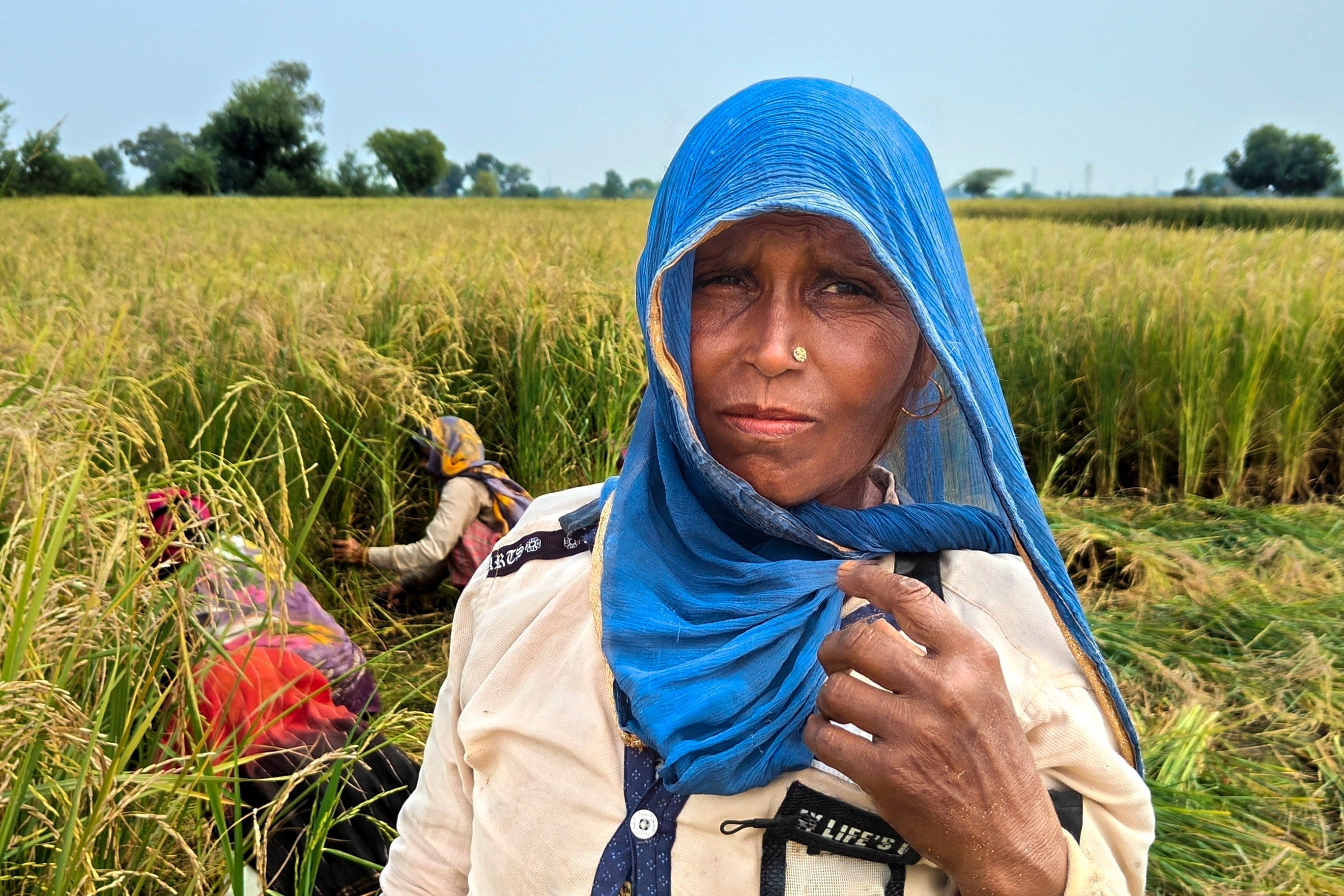 Savita Singh, a farm worker, looks on as other farm workers harvest wheat in Nanu village of Aligarh district in Uttar Pradesh state, India, on Oct. 17, 2023.  Singh lost a finger to amputation in 2022 due to a chemical infection. She blames climate change that required her to apply much more pesticide and fertilizer to make up for declining yields. (Uzmi Athar/Press Trust of India via AP)