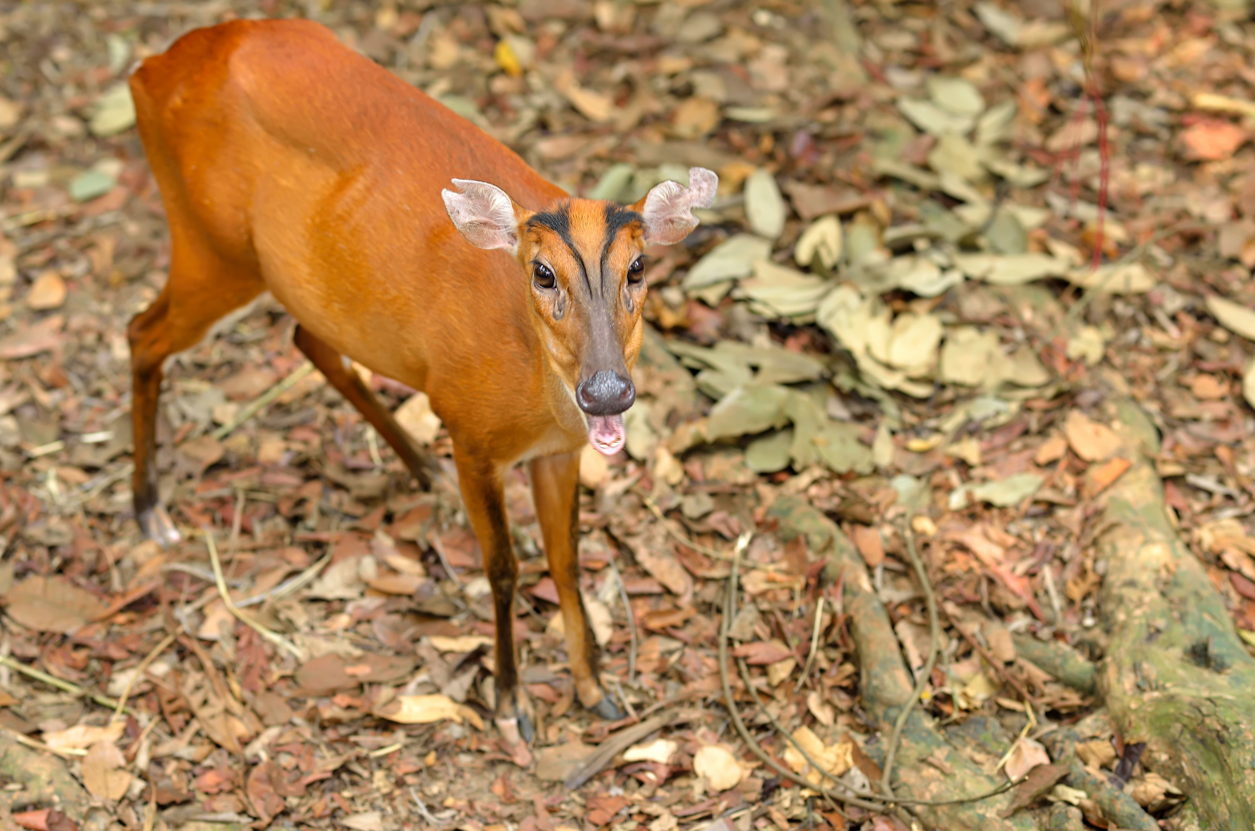 A close-up of barking deer (Muntjacs or Mastreani deer). Photo: Shutterstock