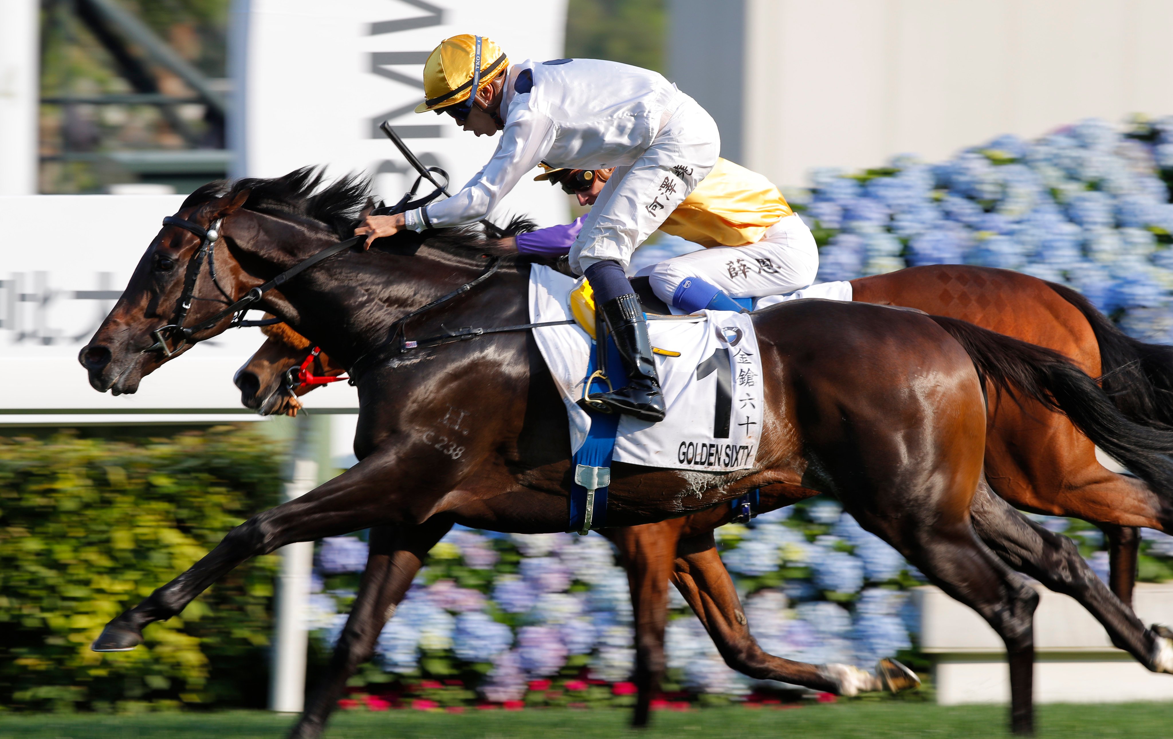 Golden Sixty wins the 2020 Hong Kong Derby (2,000m) at Sha Tin. Photo: Kenneth Chan