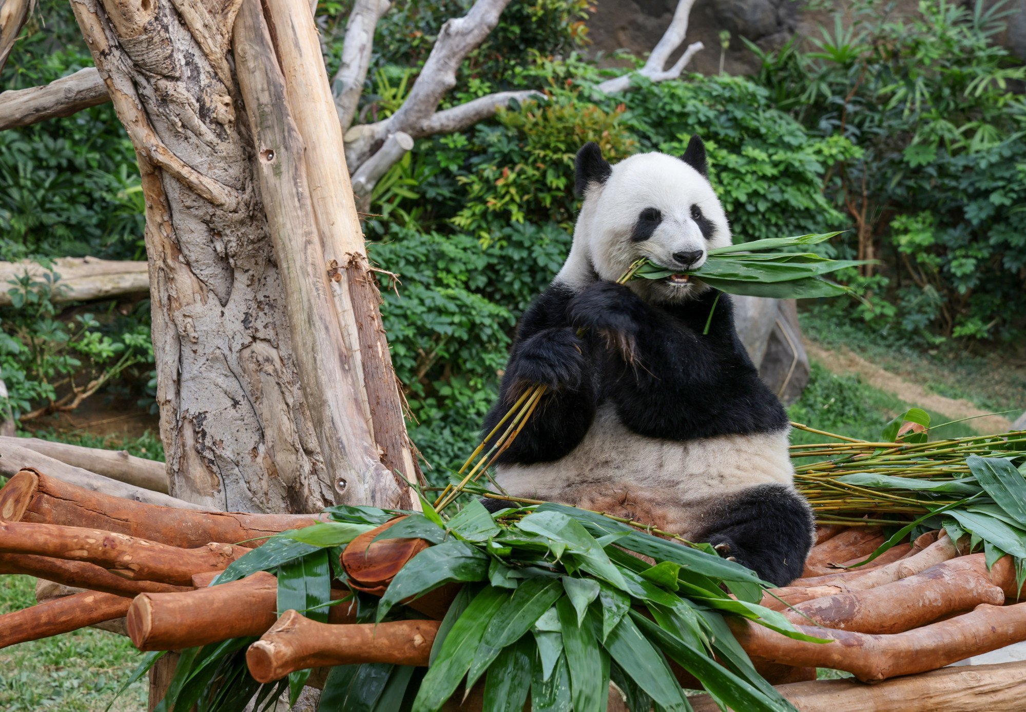 red panda population at hong kong ocean park to increase, as more on the way from mainland china