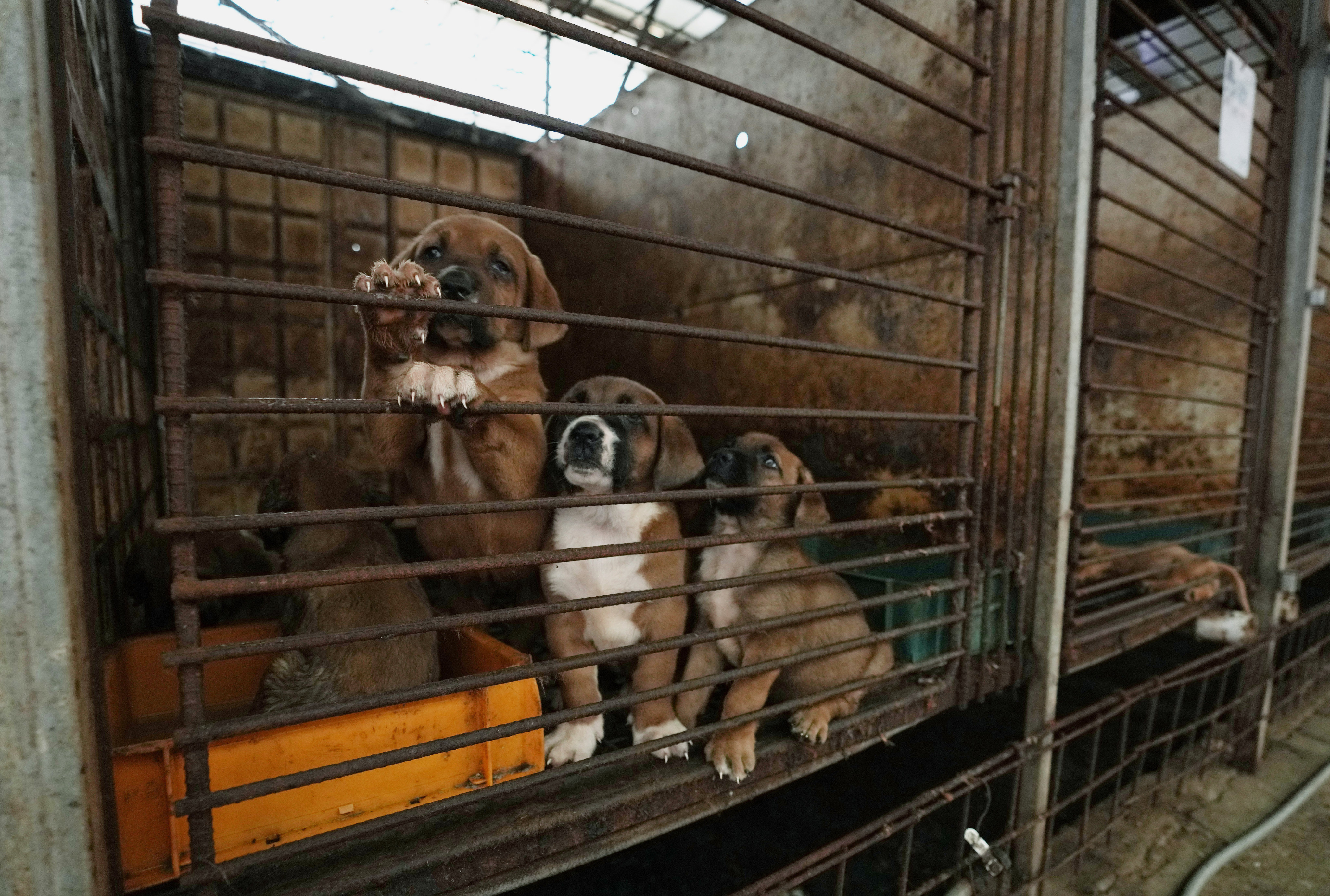 A dog farm in Pyeongtaek. In a rare display of unity, South Korea’s ruling and opposition parties are collaborating on laws to ban dog meat consumption. Photo: AP