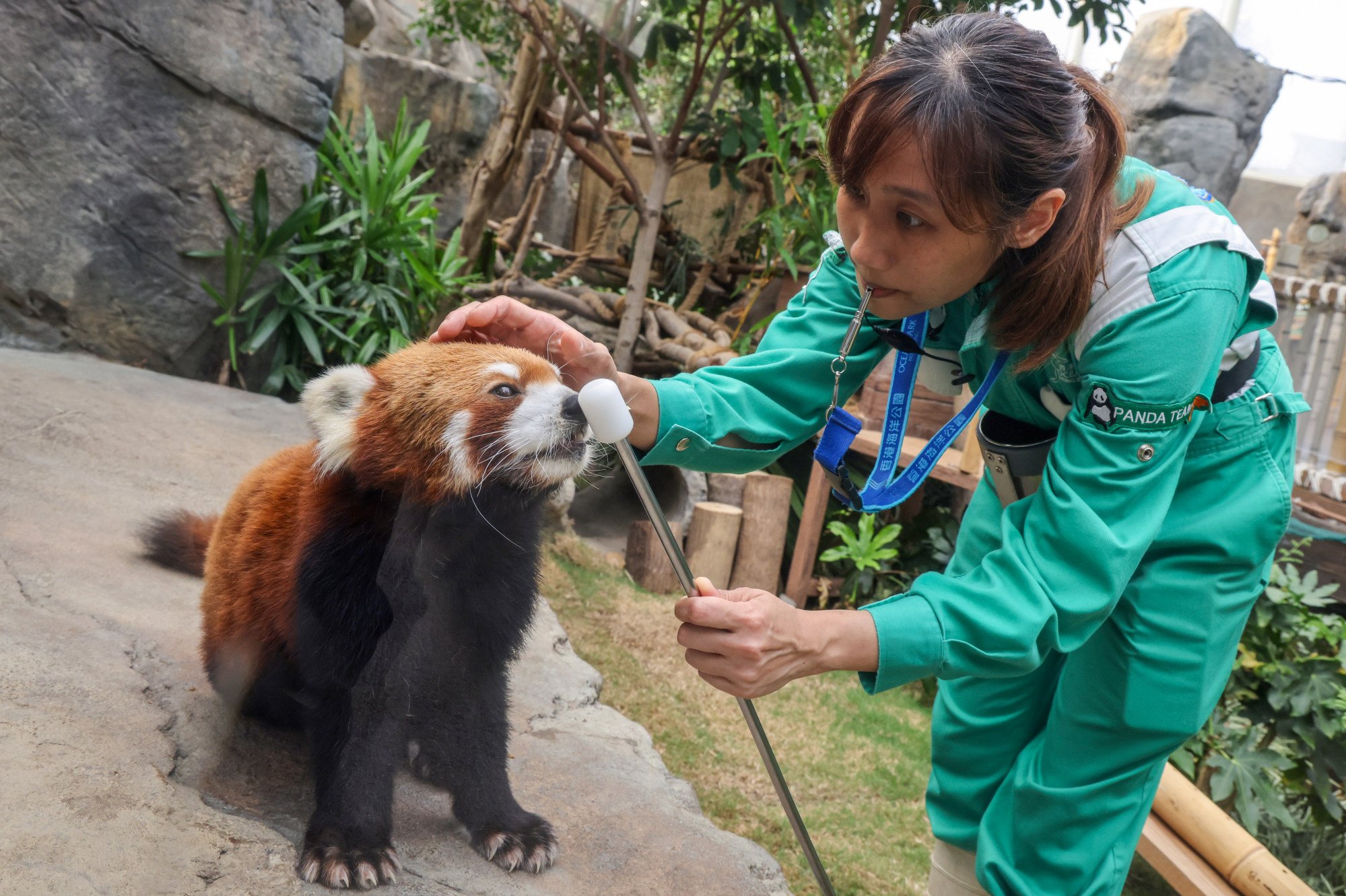 red panda population at hong kong ocean park to increase, as more on the way from mainland china