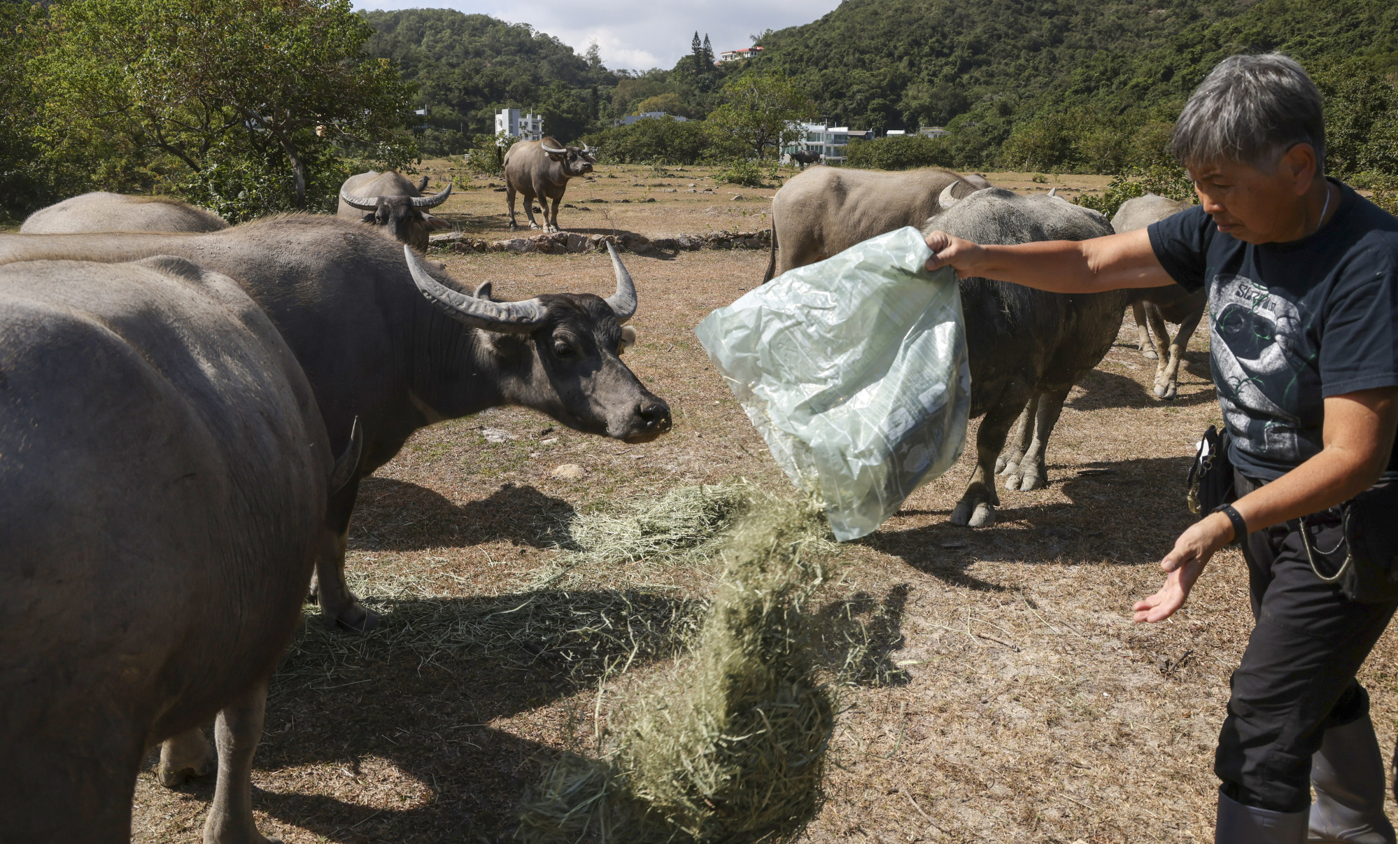 population control or wipeout? hong kong ‘buffalo mama’ worries for lantau island cows, wants sterilisation stopped
