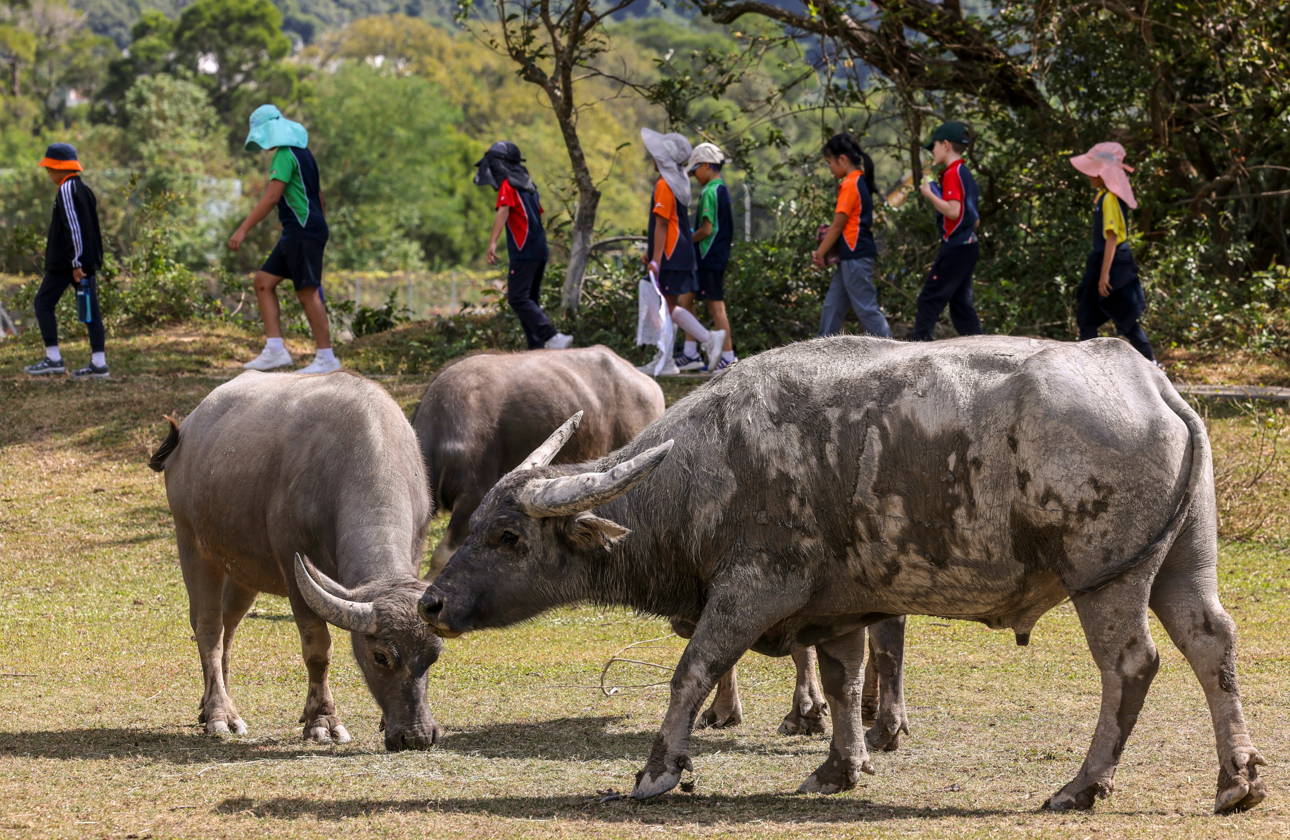Water buffaloes in Pui O on Lantau Island. The animals were introduced there in the mid-1900s by farmers who used them to plough paddy fields. Photo: Dickson Lee