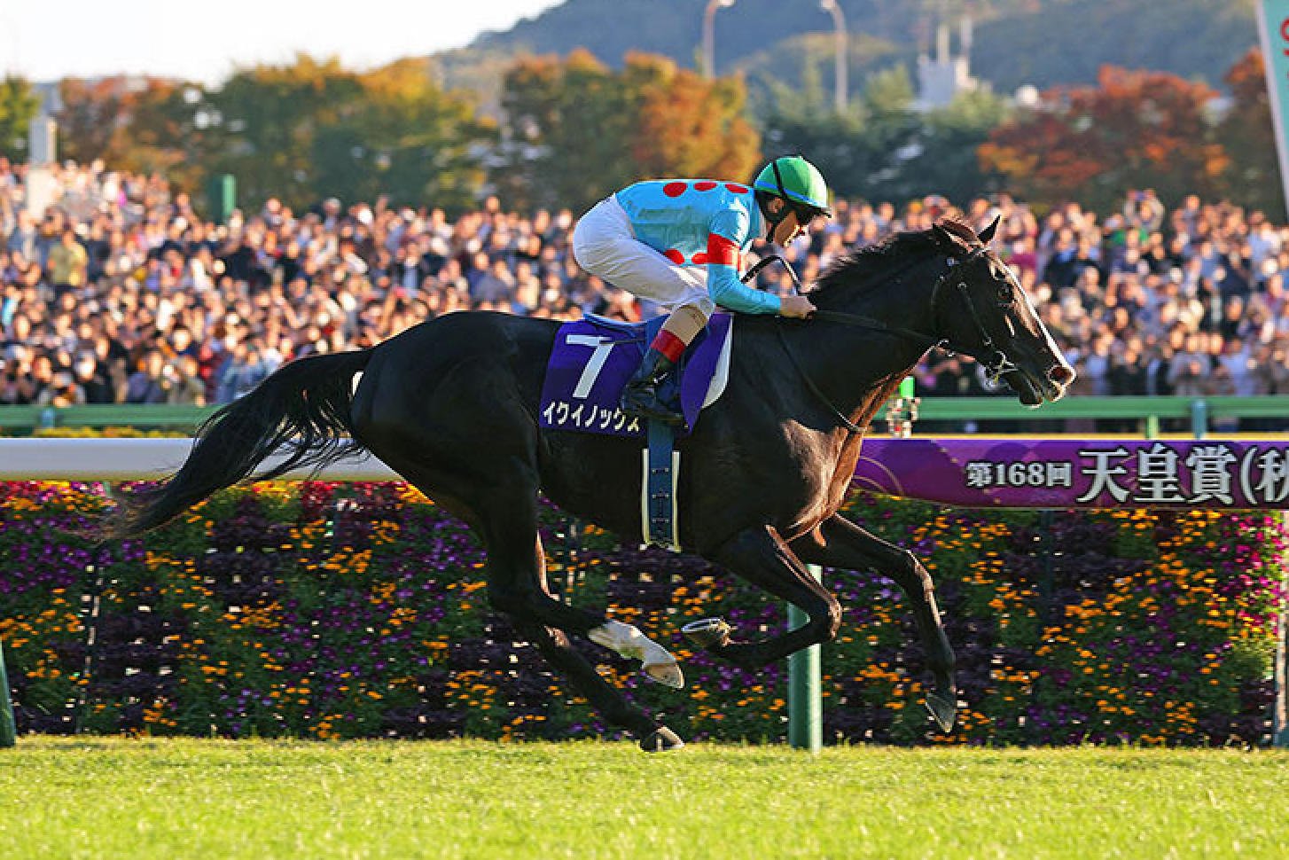 Equinox crushes his rivals in the Tenno Sho Autumn.