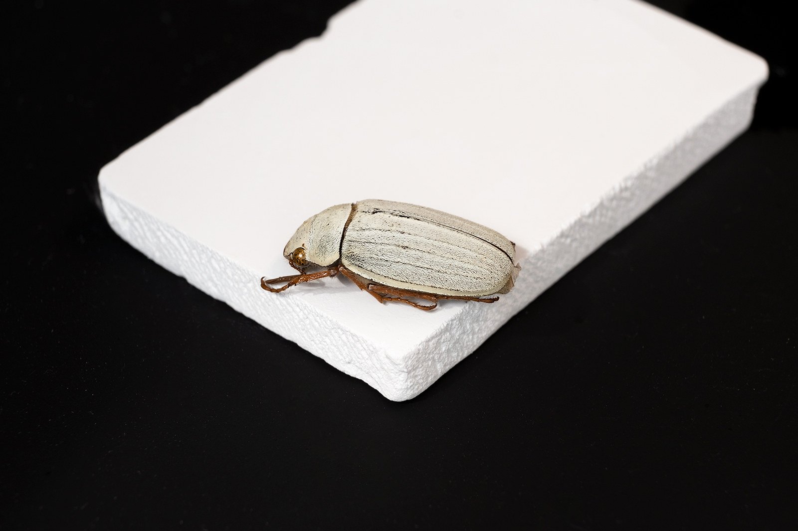 The energy-saving tile mimics the bio-whiteness of the whitest known insect, the Cyphochilus beetle native to Southeast Asia. Photo: City University of Hong Kong