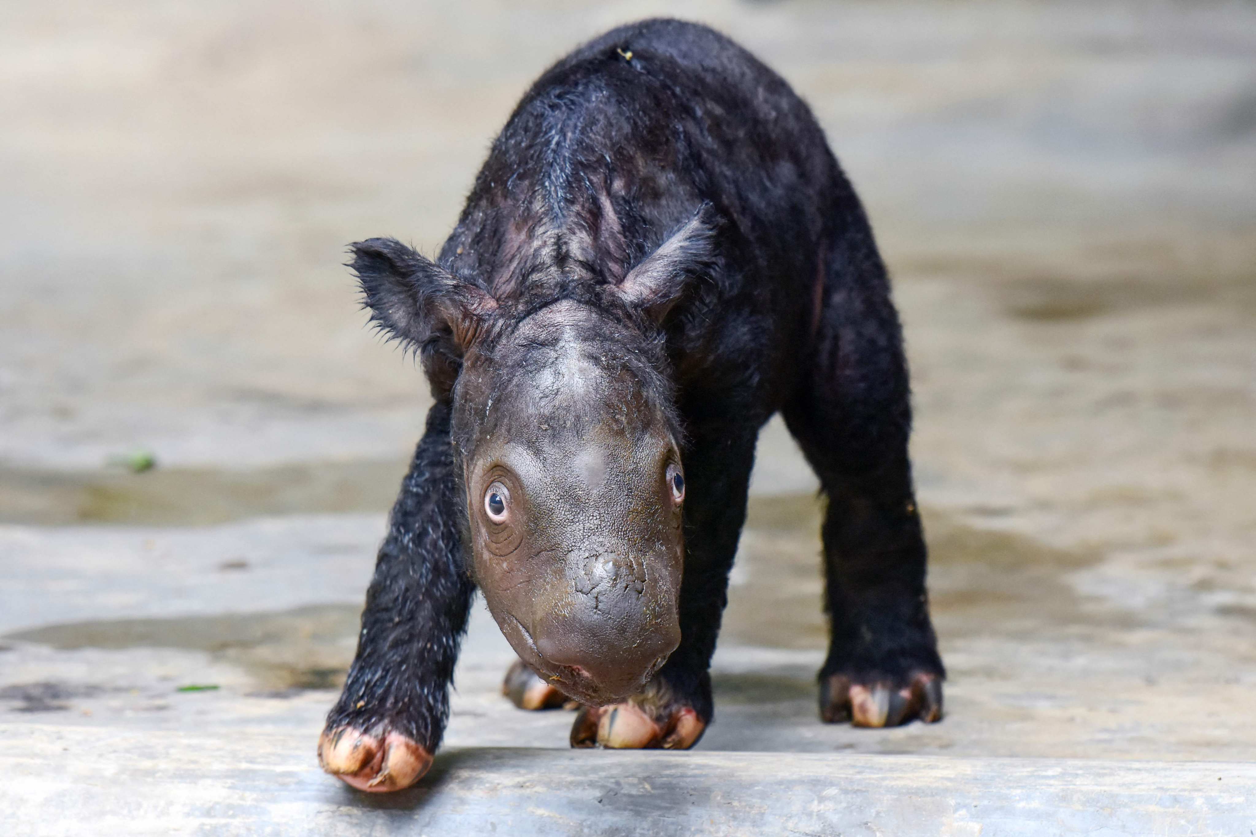 The two-day-old Sumatran rhino calf who was born to 7-year-old female rhino Delilah at the Way Kambas National Park rhino sanctuary in Lampung province. Photo: Indonesian Ministry of Environment and Forestry Handout via AFP