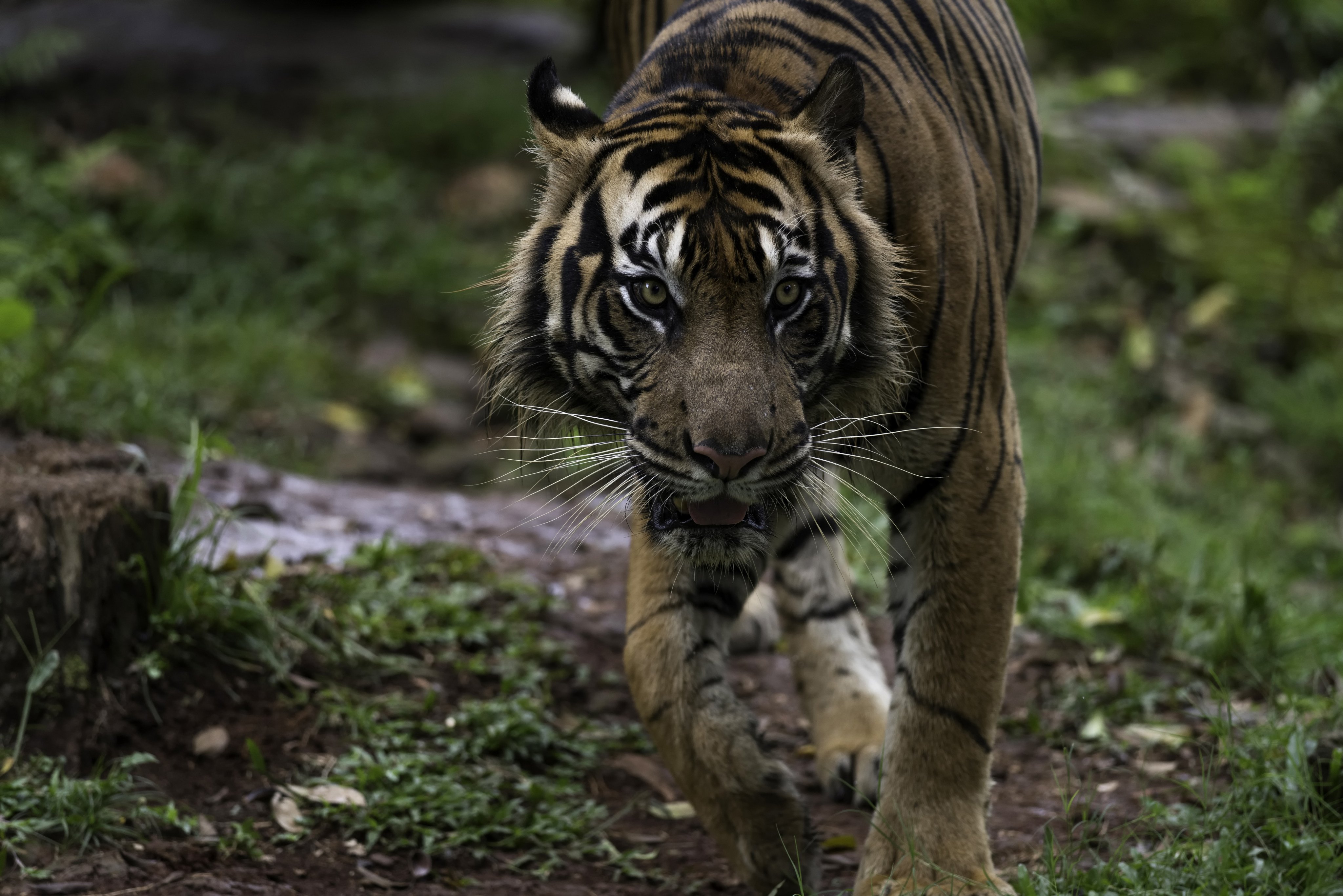 A Sumatran tiger. Illegally rearing protected animals carries a maximum sentence of five years’ imprisonment under Indonesian law. Photo: Shutterstock