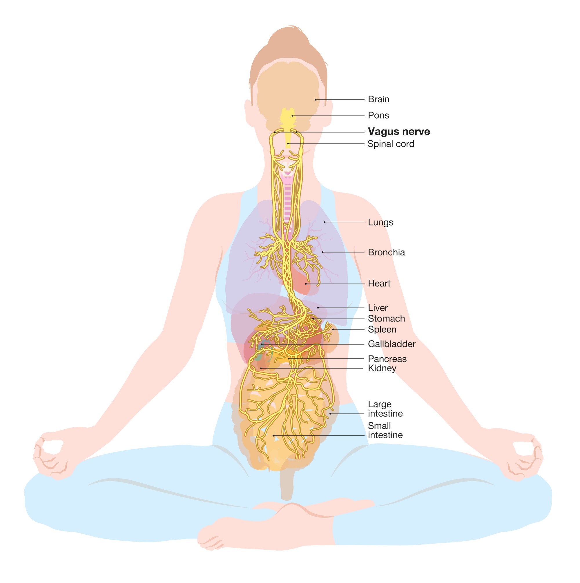 How the vagus nerve โ bodyโs multilane messenger from our brains to our ... Biology Diagrams