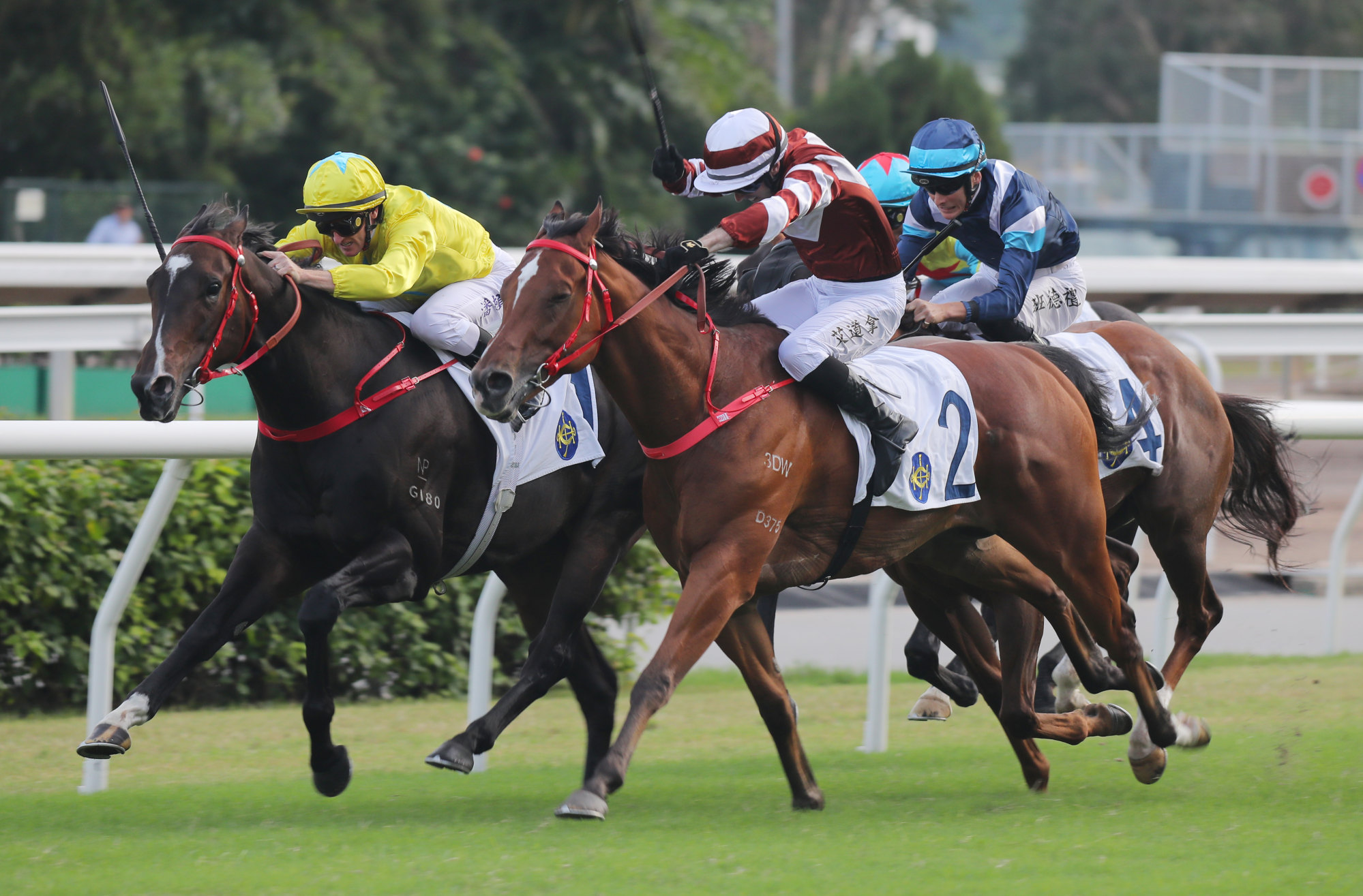 Sight Success (outside) defeats Lucky Sweynesse in October’s Group Two Premier Bowl (1,200m) at Sha Tin.