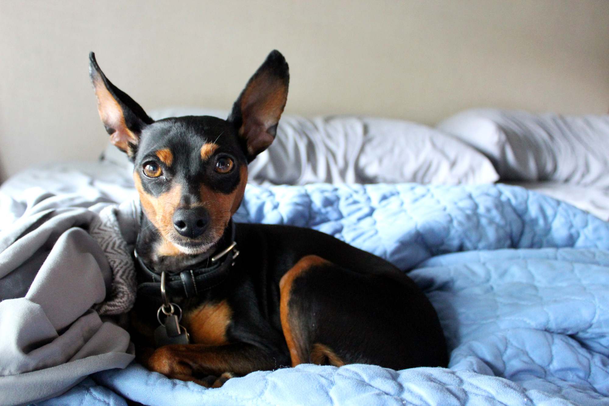 A miniature pinscher puppy was among pedigree dogs and cats seized by customs officials as part of an anti-smuggling operation. Photo: Shutterstock
