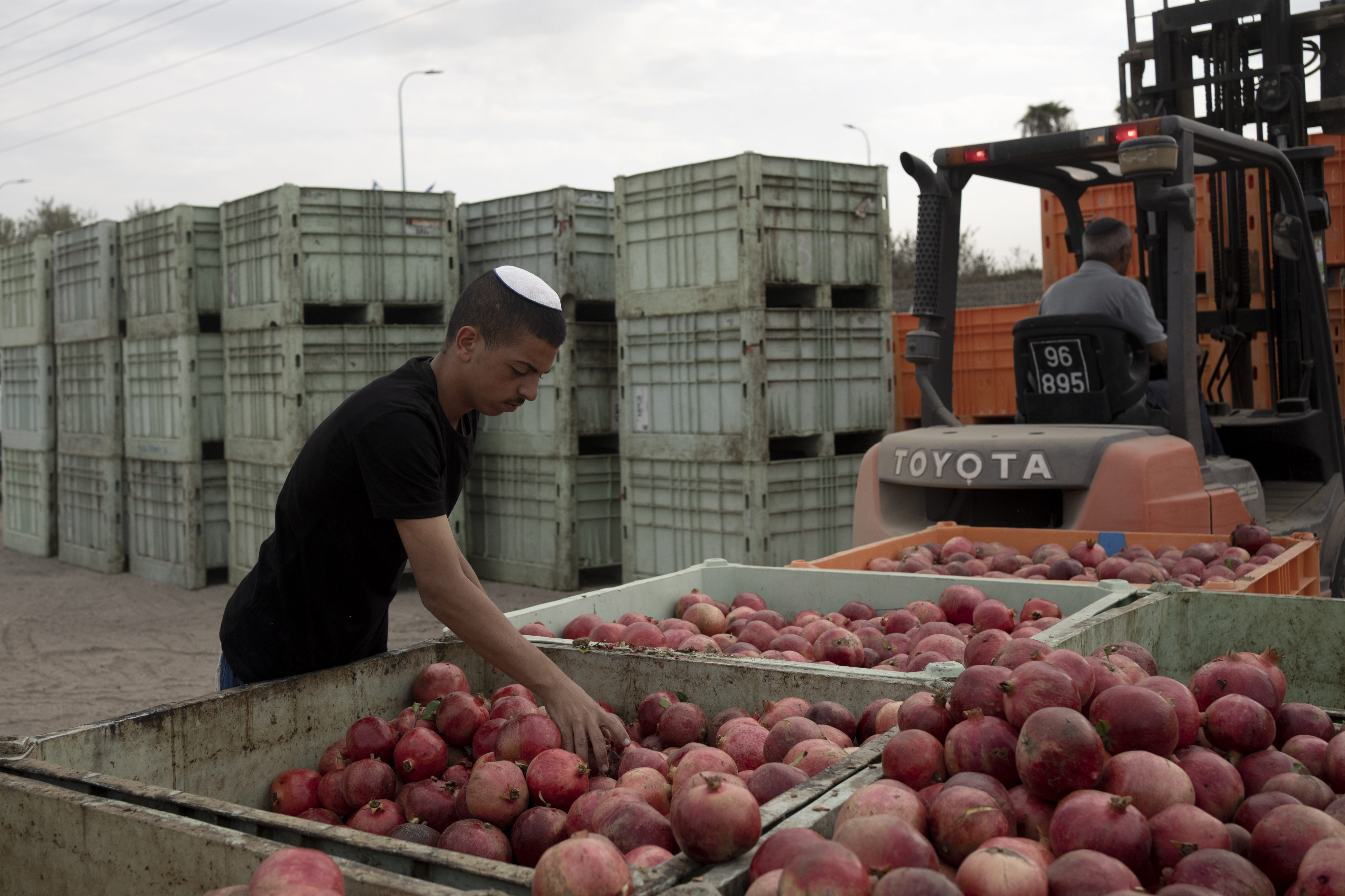 A man sorts pomegranates on a farm in Ashkelon, Israel, on October 27. The Israel-Gaza war has plunged Israel’s agricultural heartlands into crisis. Photo: AP