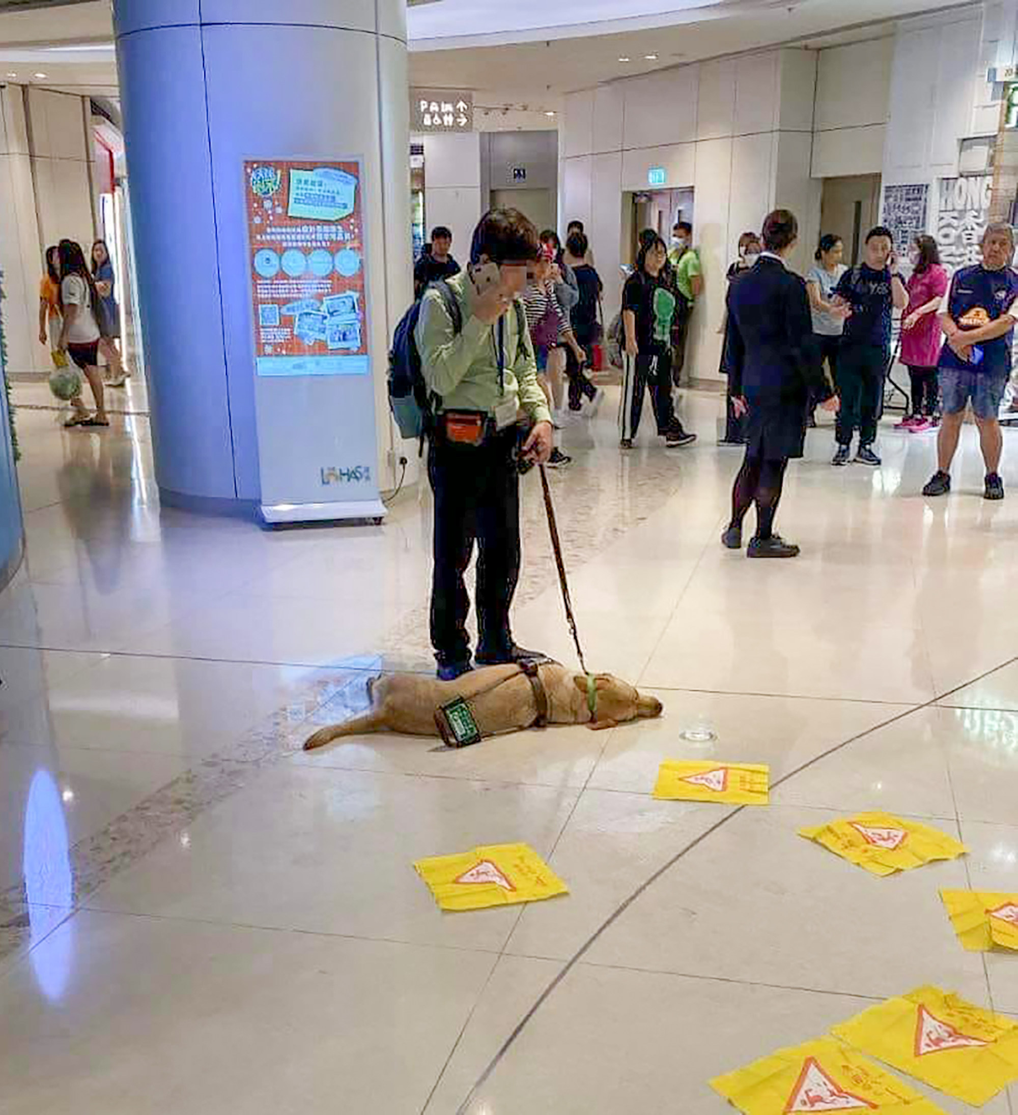Some social media users voiced concerns after an image circulated showing Funny lying motionless on the ground at the shopping centre. Photo: Facebook/Hong Kong Animal Post