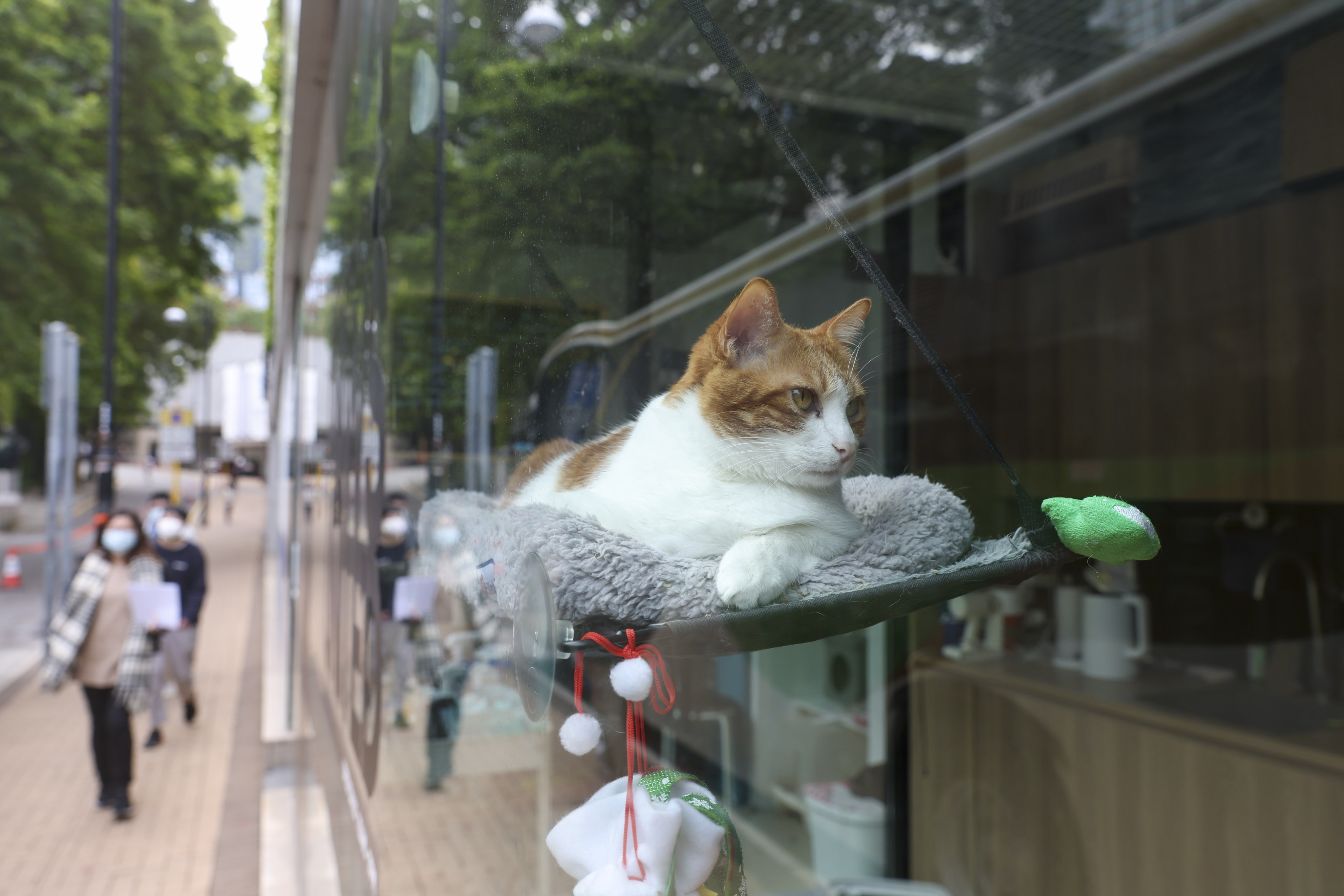 The Consumer Council has received 16 complaints related to pet insurance since 2021. Photo: Yik Yeung-man