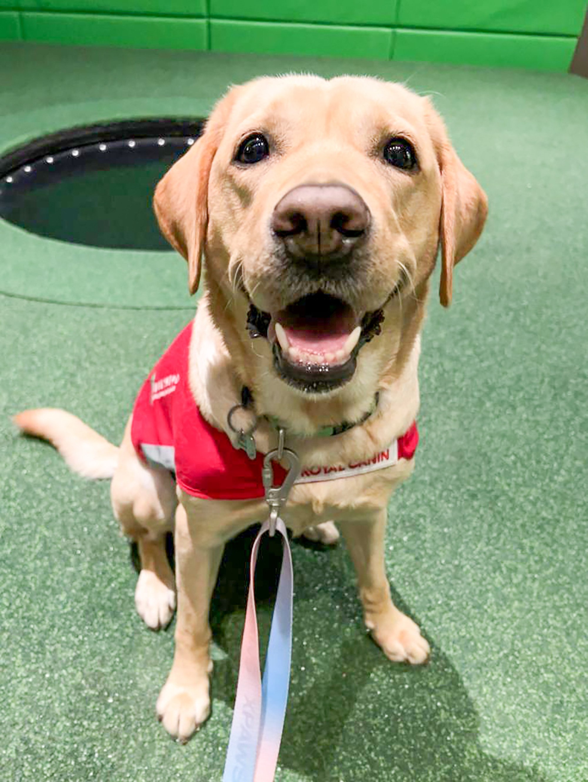 Funny was born in August 2018 and bred by the centre. Photo: Hong Kong Seeing Eye Dogs Services