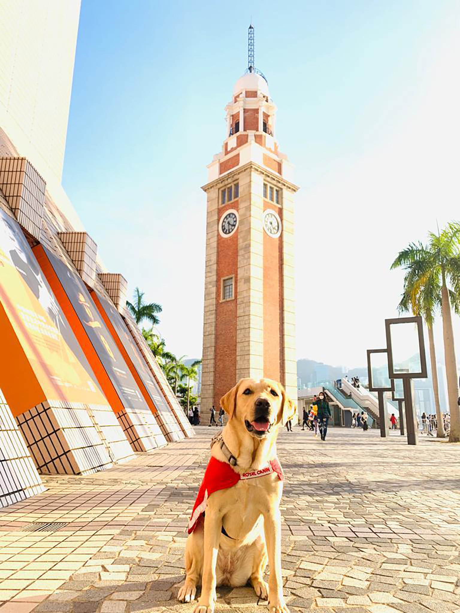 Funny was a service animal from the Hong Kong Seeing Eye Dogs Services charity, which said a veterinary surgeon who examined the canine suspected it had died from poisoning. Photo: Hong Kong Seeing Eye Dogs Services