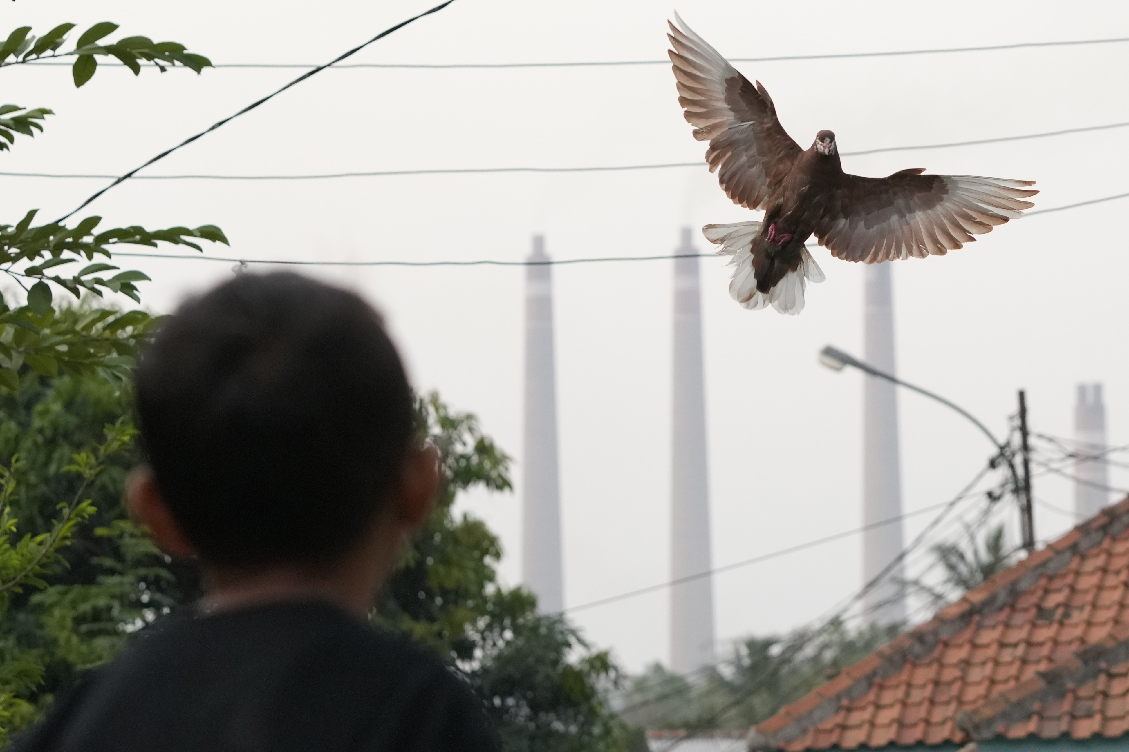A young boy plays with his race pigeon as chimneys of a nearby Indonesian coal power plant looms in the background. Photo: AP