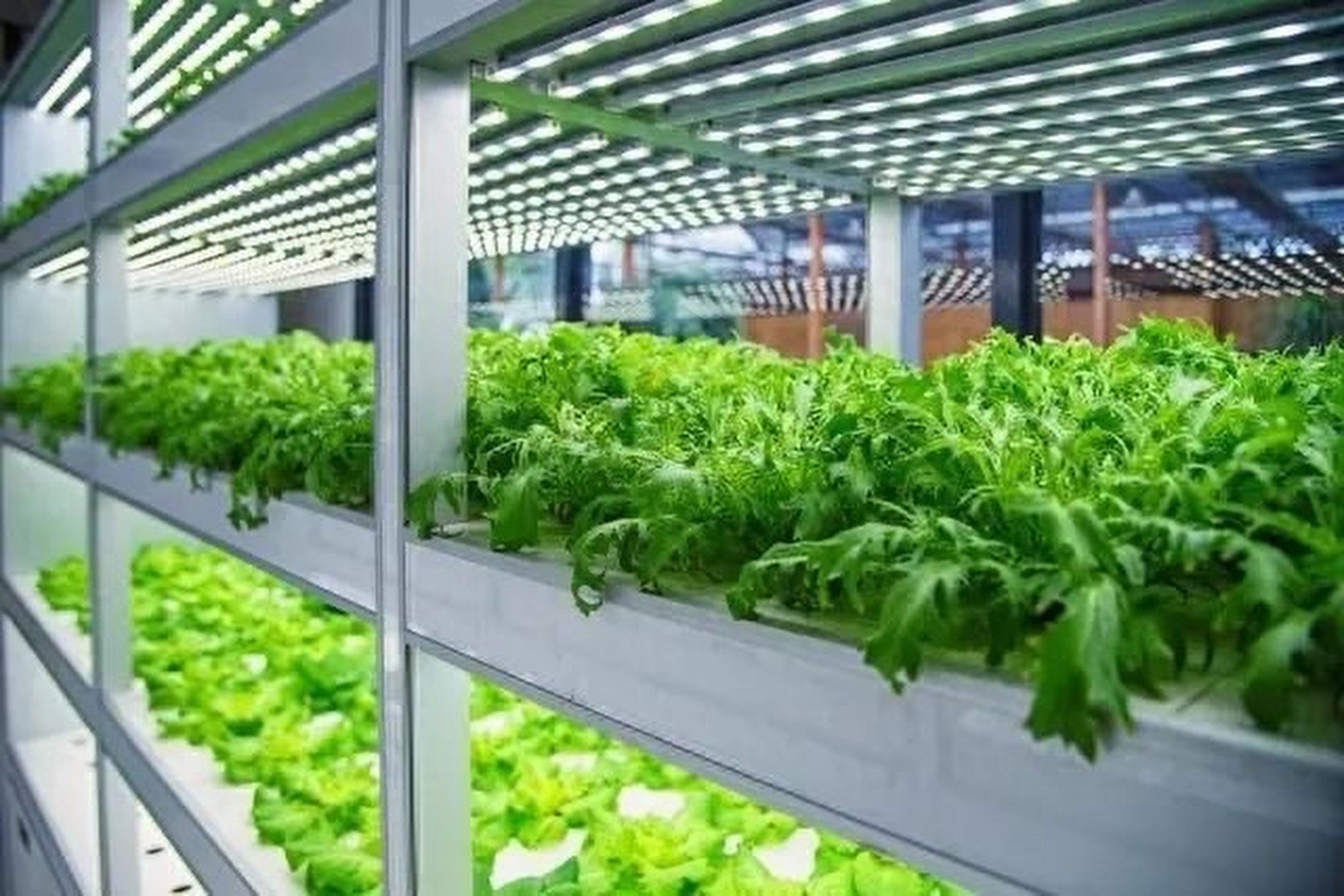 China opens world's tallest unmanned veggie farm as more urban ...