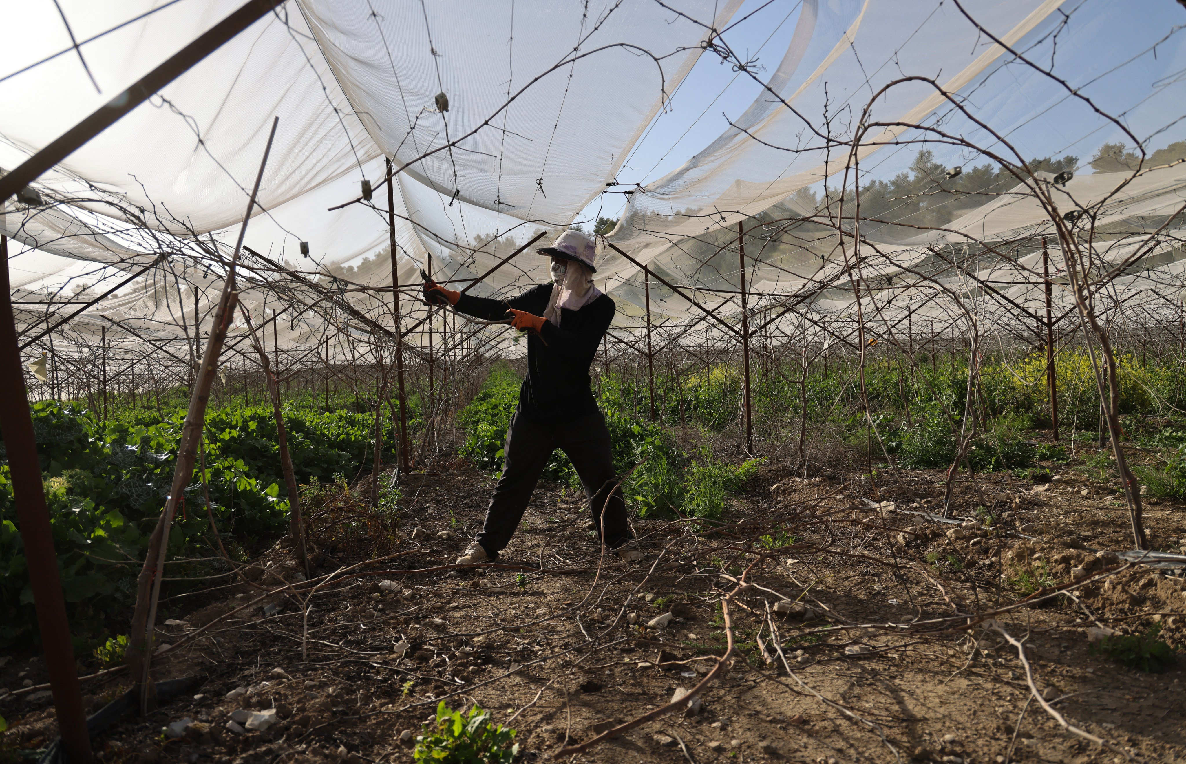 A Thai agricultural worker tends to a field near the central Israeli city of Beersheba in 2021. Thais in Israel can earn many times the monthly salary they would in the farming communities they leave behind. Photo: AFP